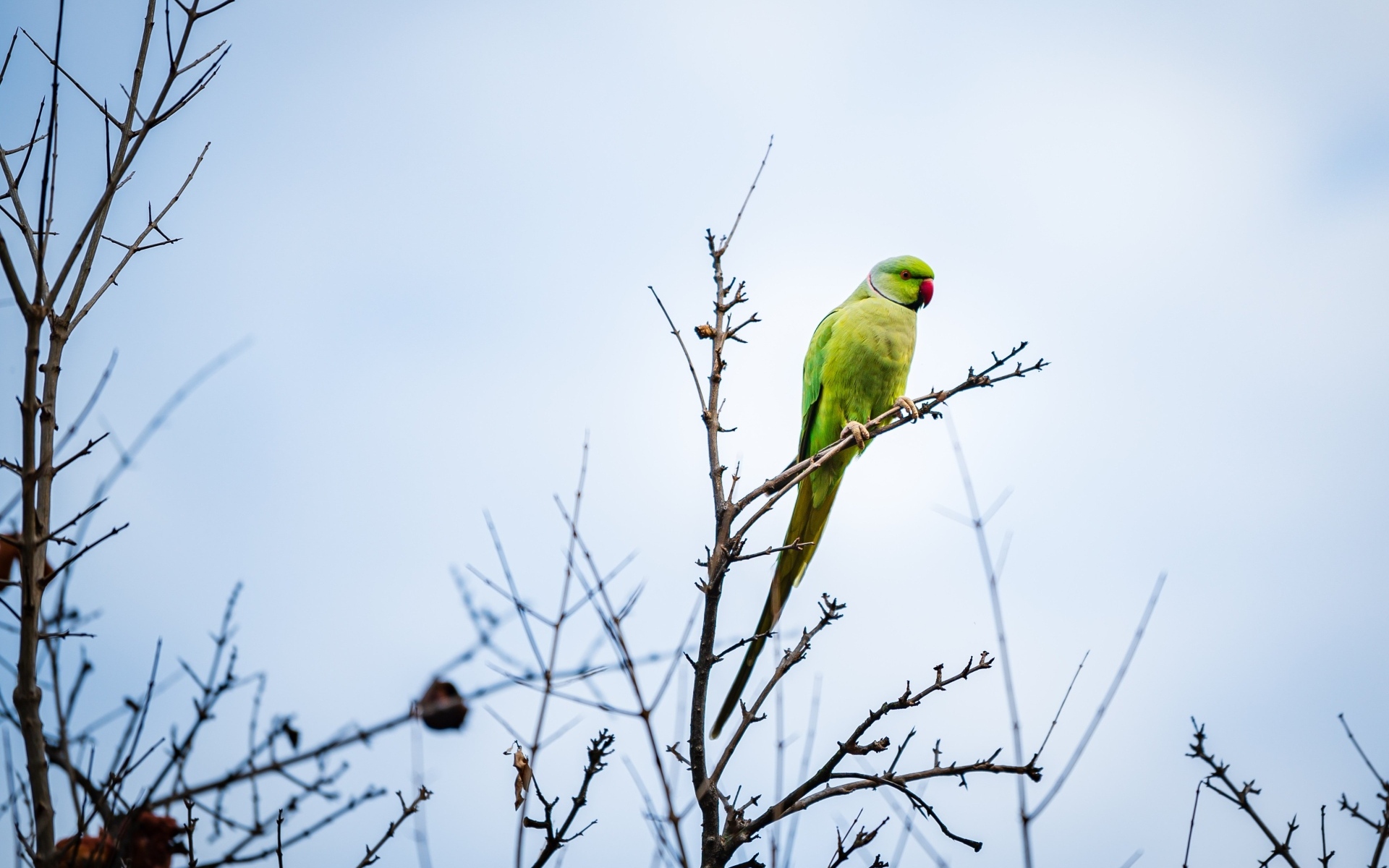 Зеленый попугай сидит на ветке дерева