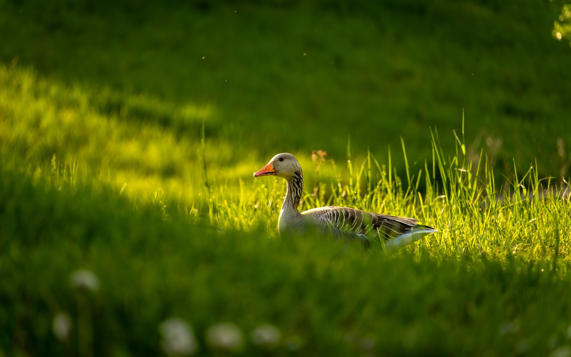 Большой серый гусь гуляет по зеленой траве