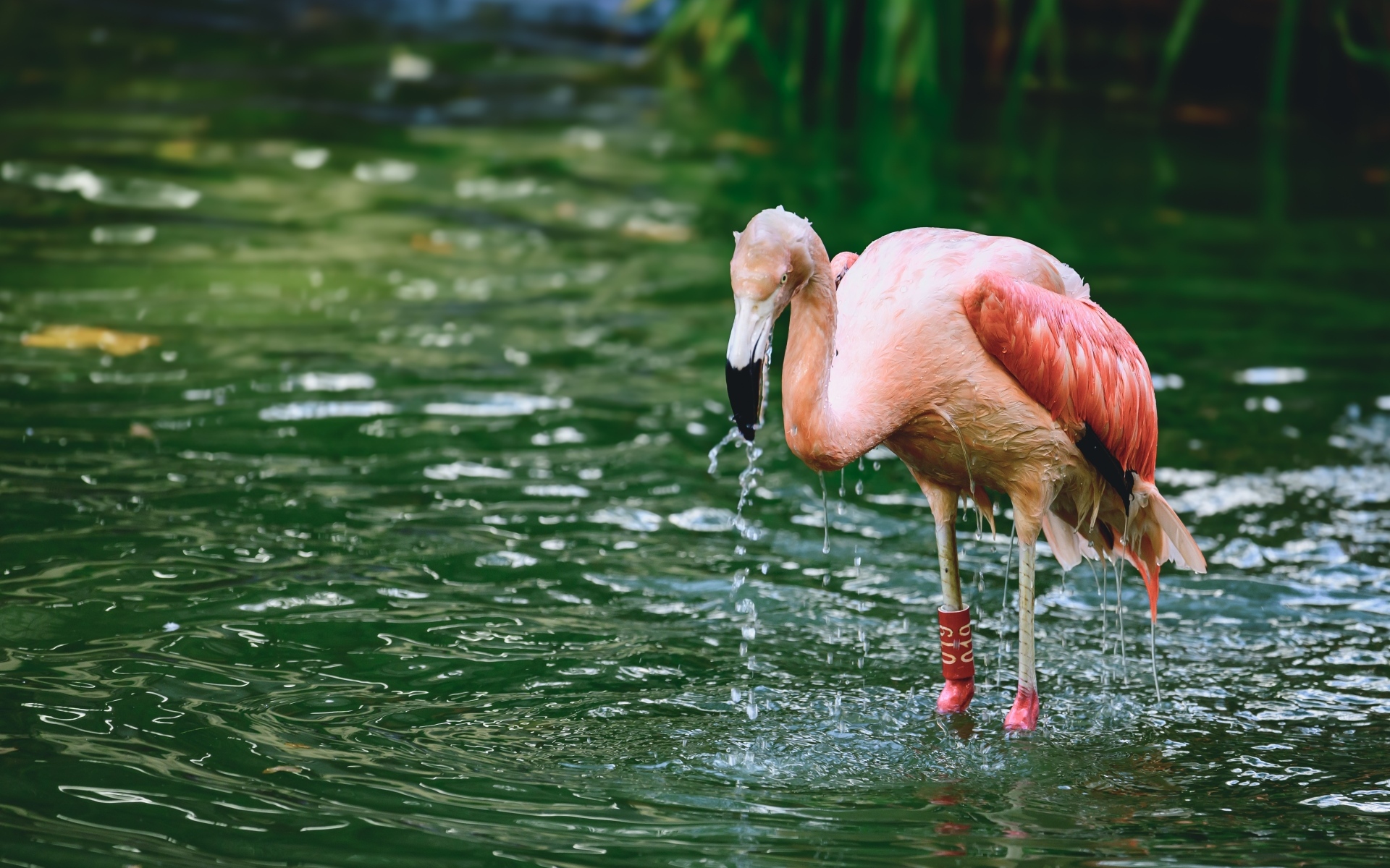 Большой розовый фламинго стоит в воде