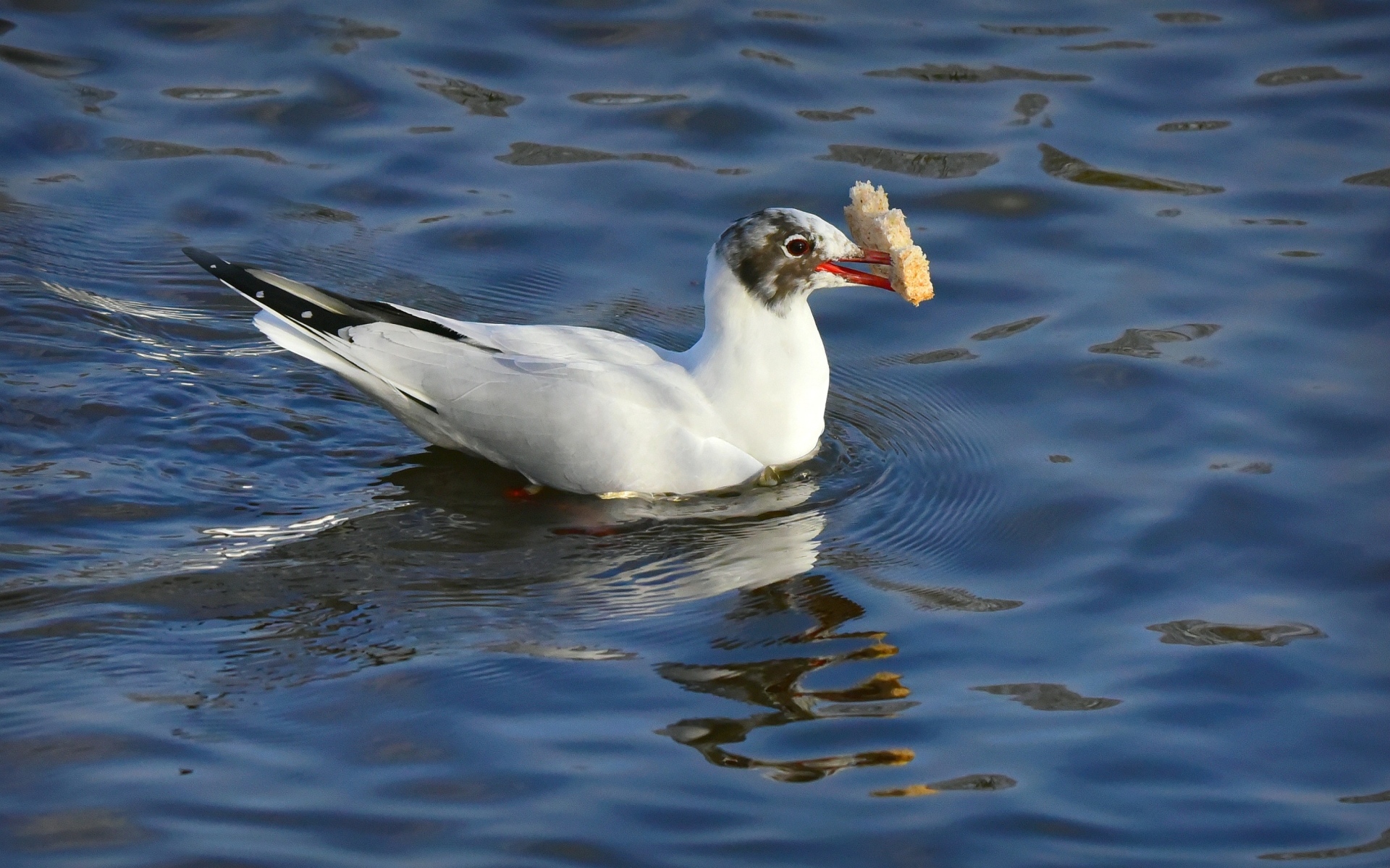 Чайка  с куском хлеба плавает в воде