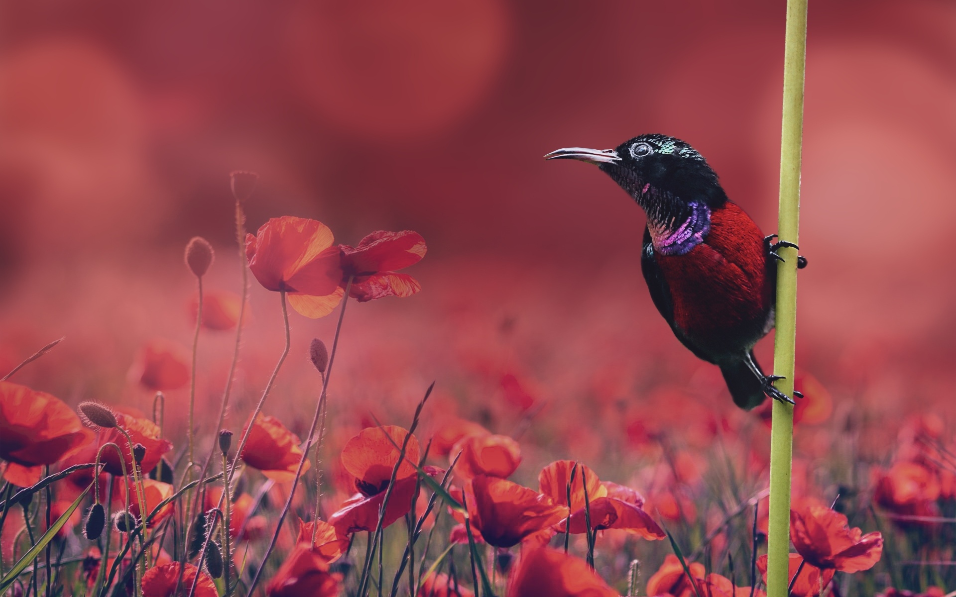 Маленькая черная птица сидит на траве у поля с красными маками