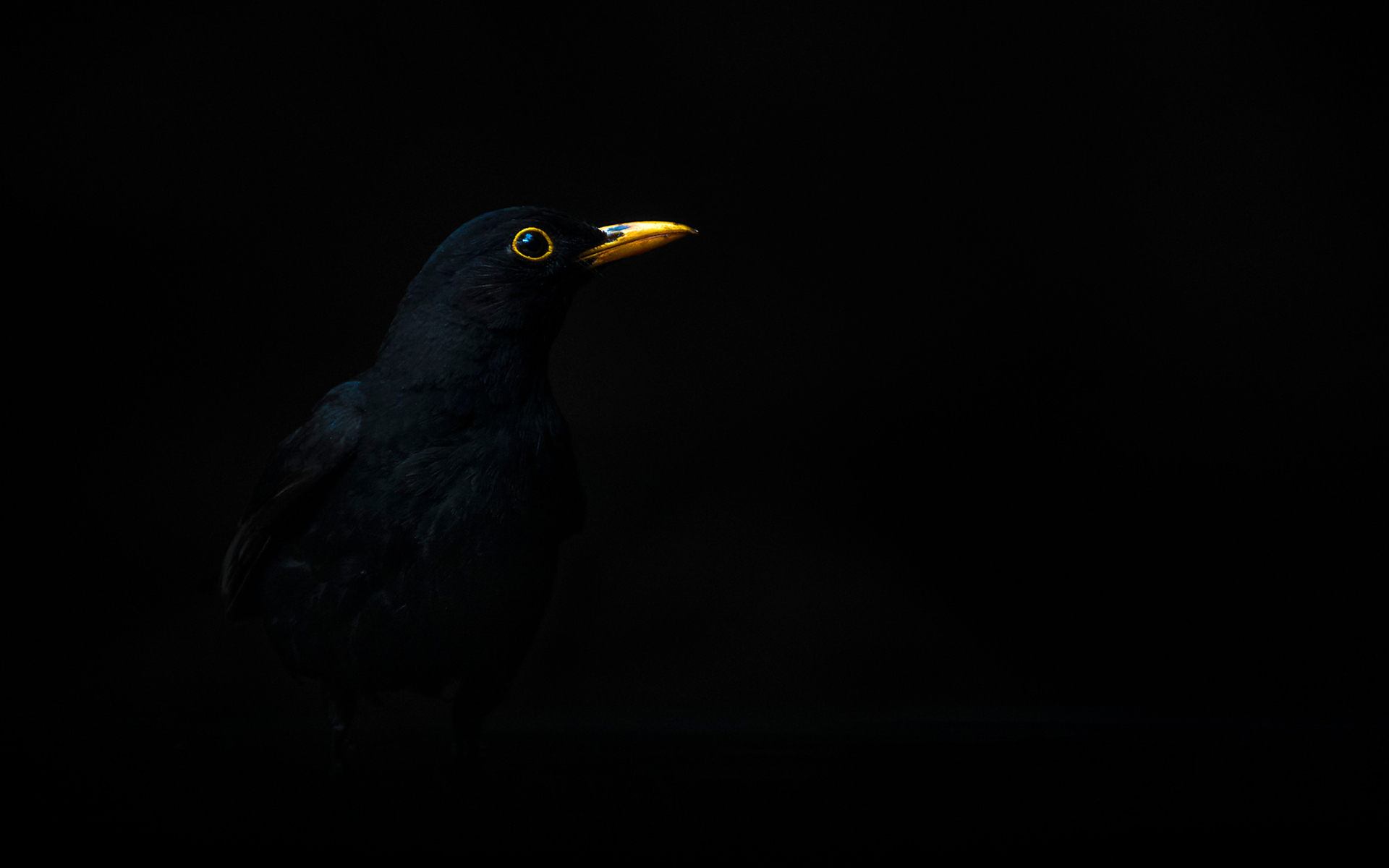 Птица с желтым клювом на черном фоне