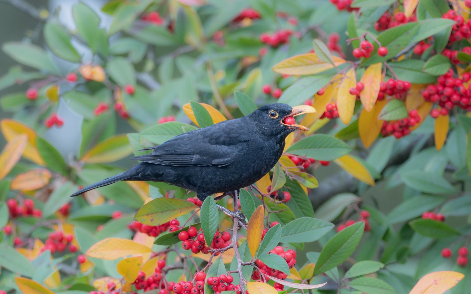Черная птица на ветке с красными ягодами