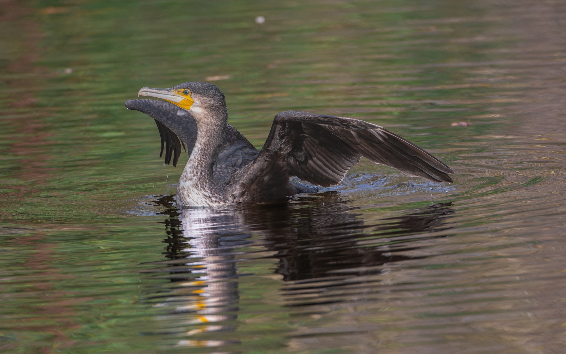 Черный баклан расправил крылья в воде