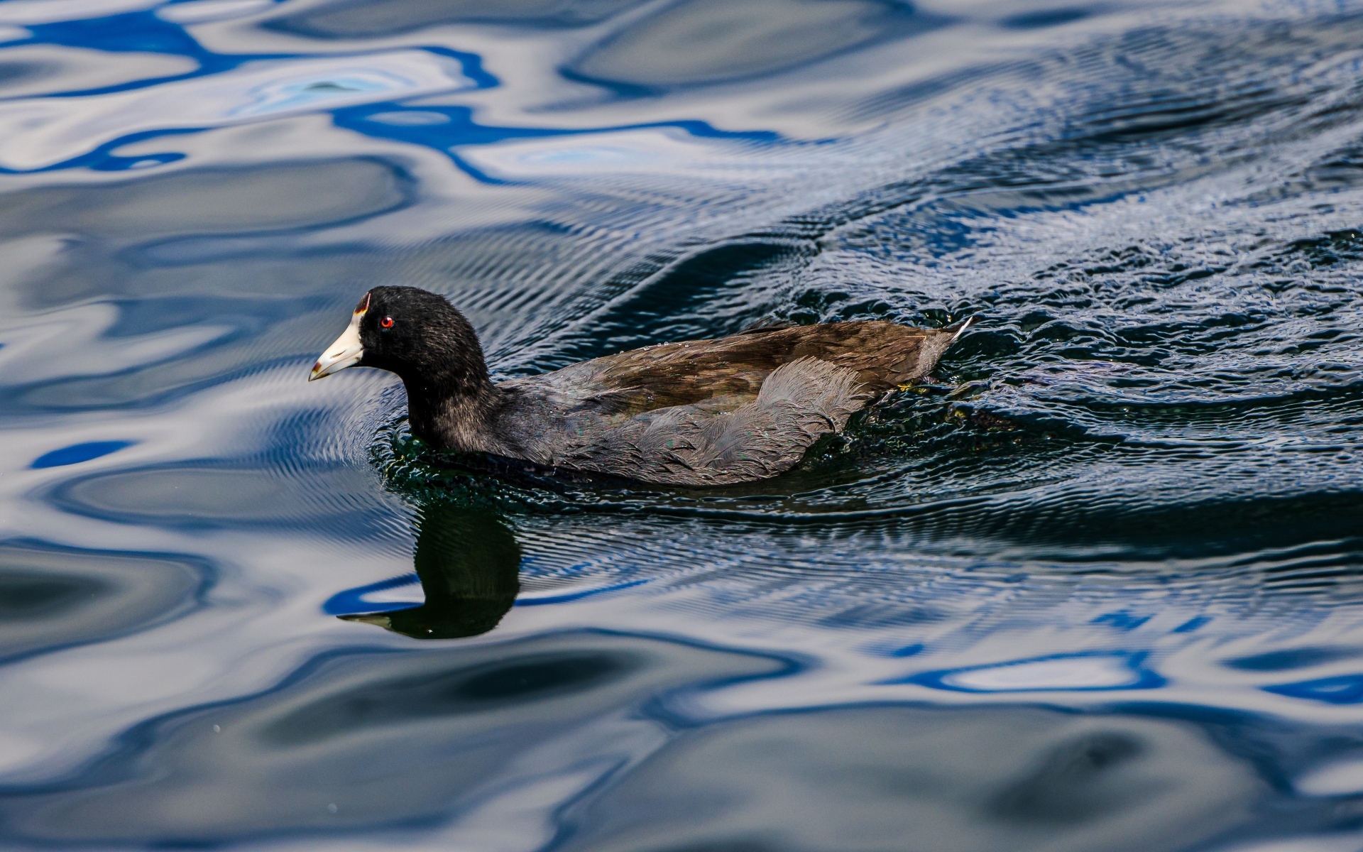 Черная кряква плывет по озеру