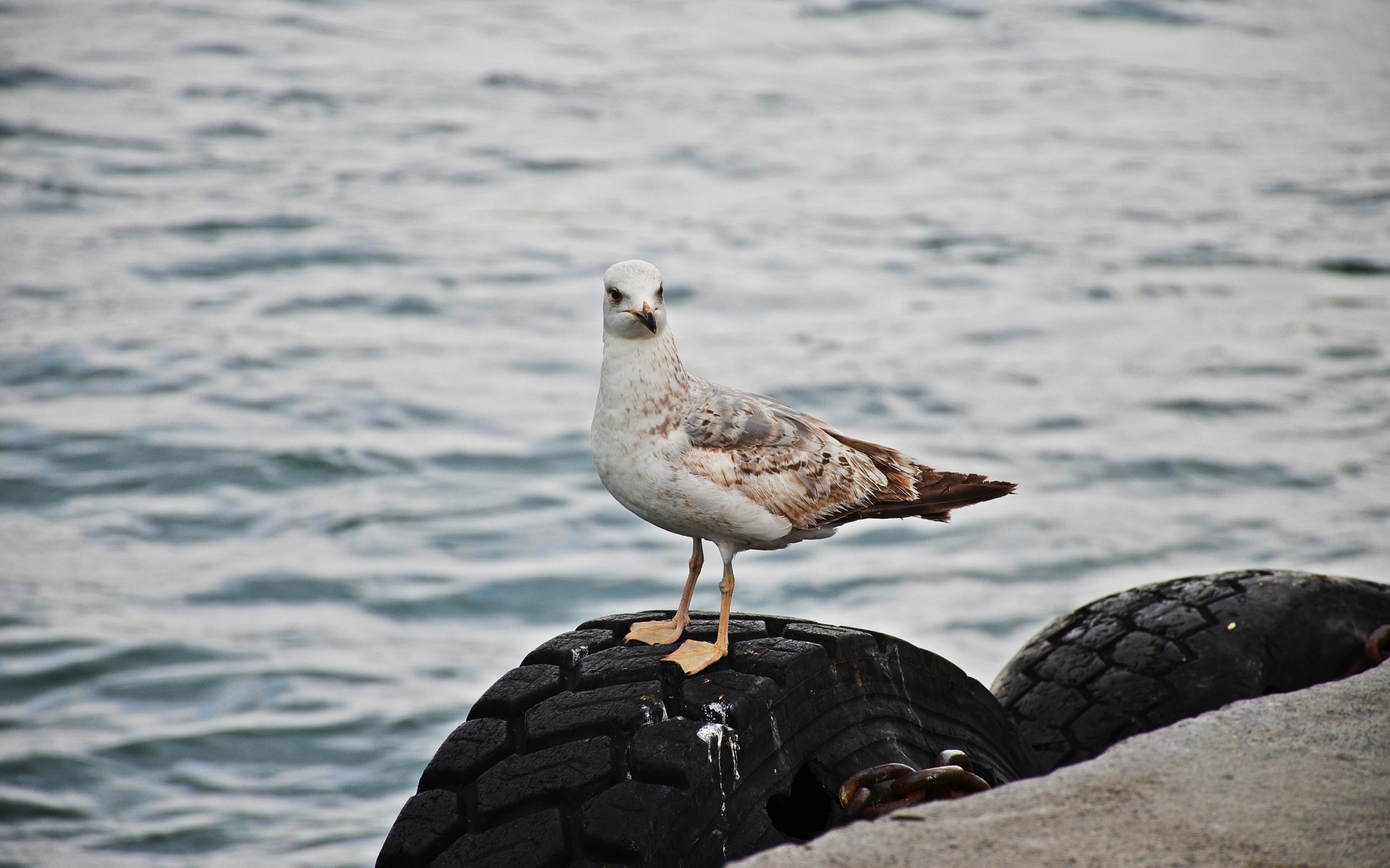 Коричневая чайка стоит у воды