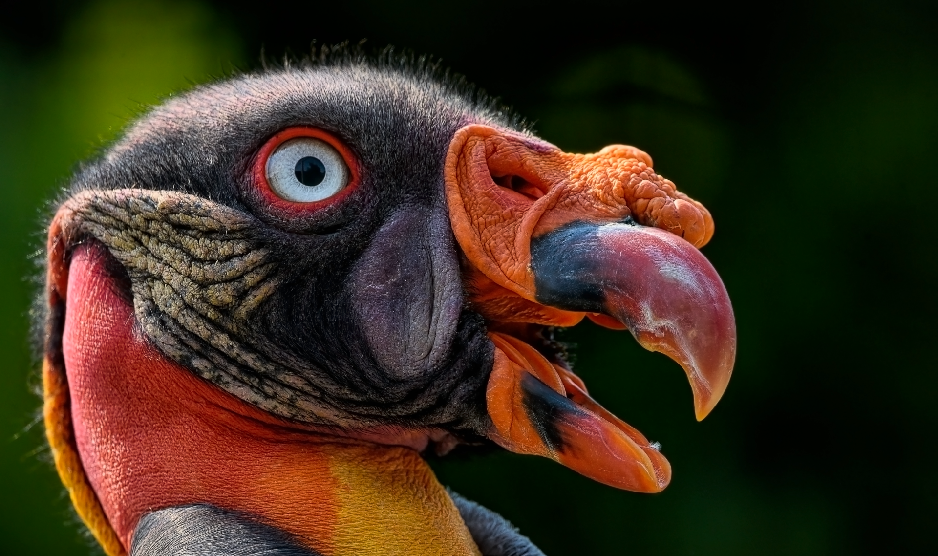 Голова грифа с голубыми глазами крупным планом