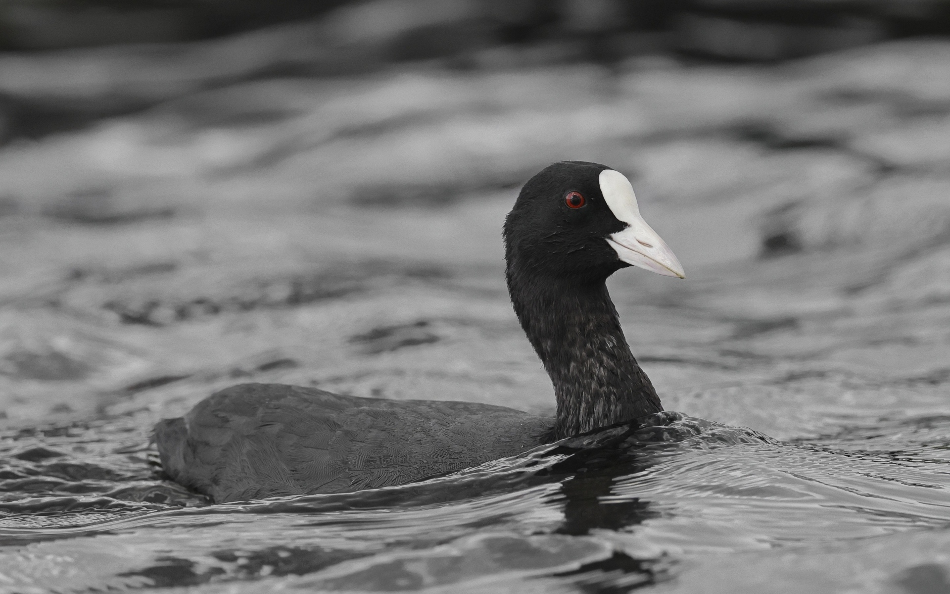 Птица лысуха плывет по воде