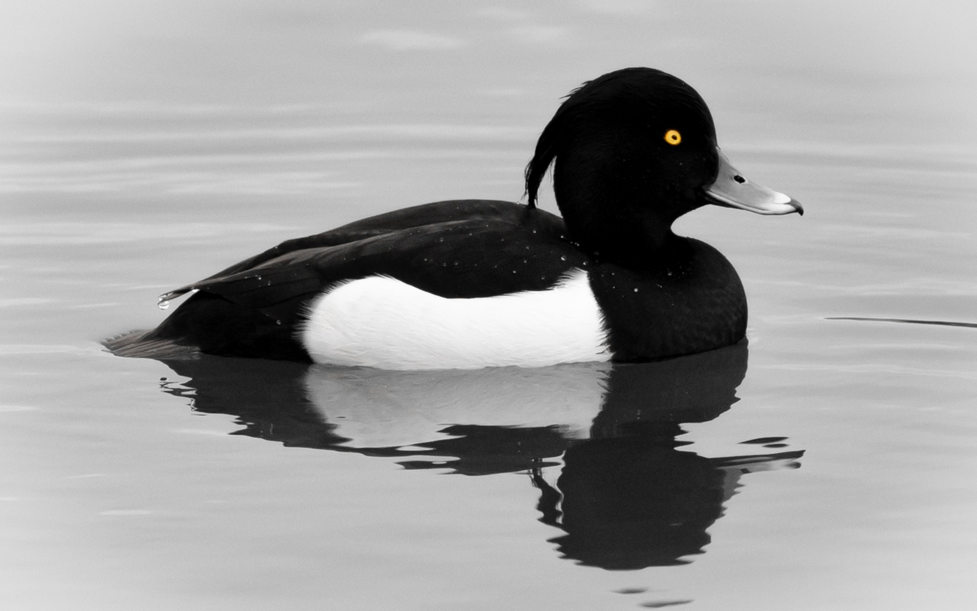 Хохлатая утка плавает в воде
