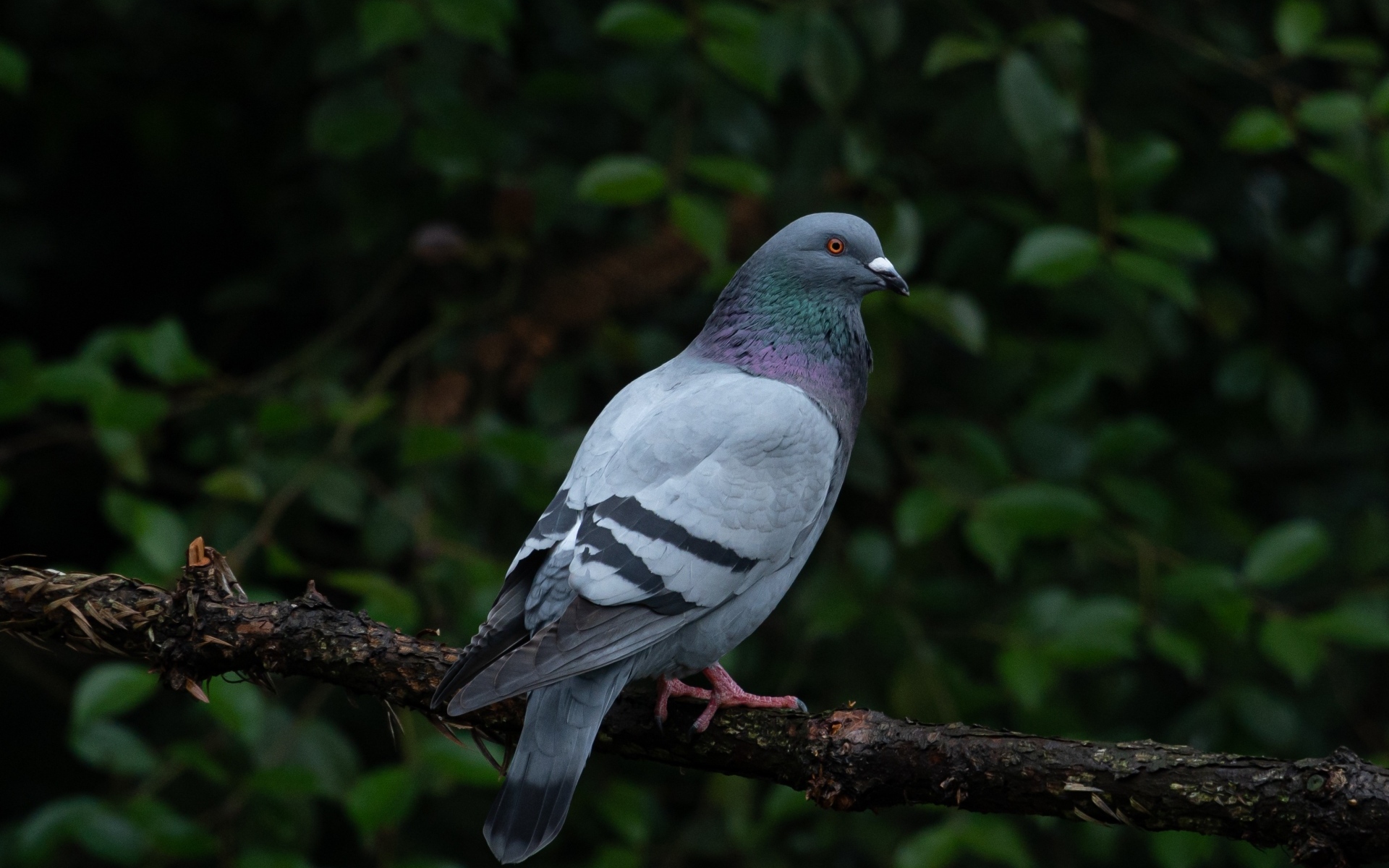 Серый голубь сидит на ветке дерева