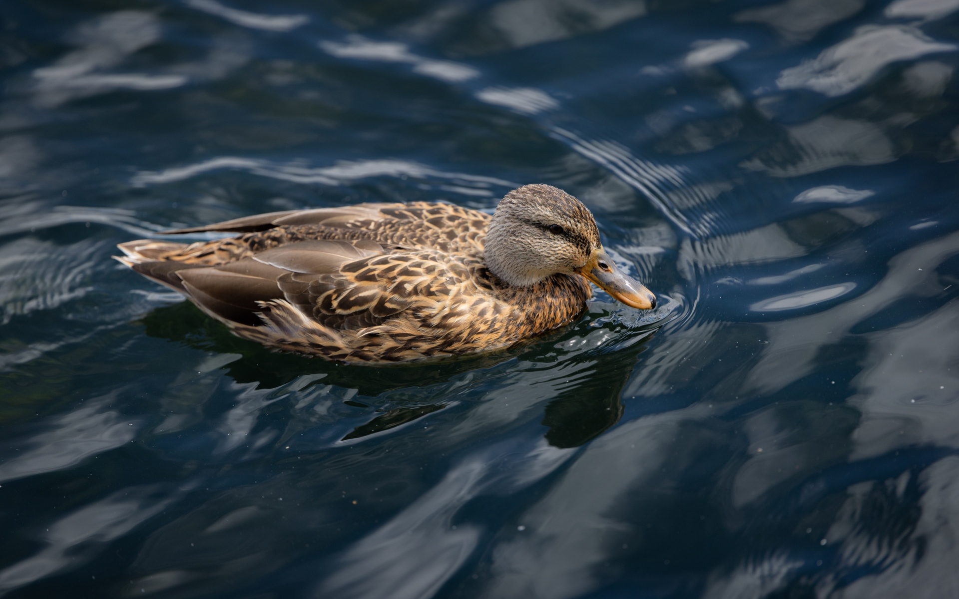 Серая утка плавает в спокойной воде