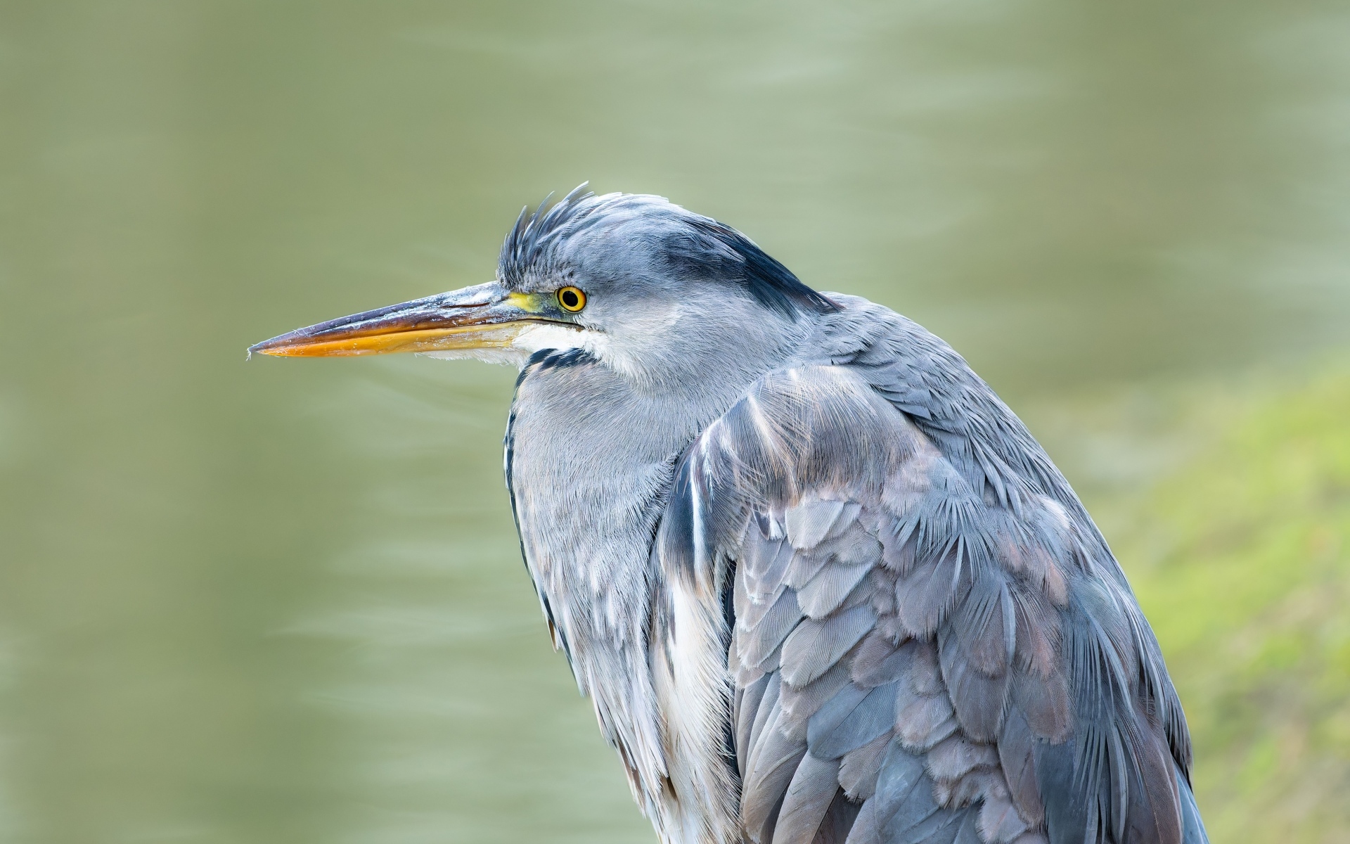 Серая цапля охотится у водоема