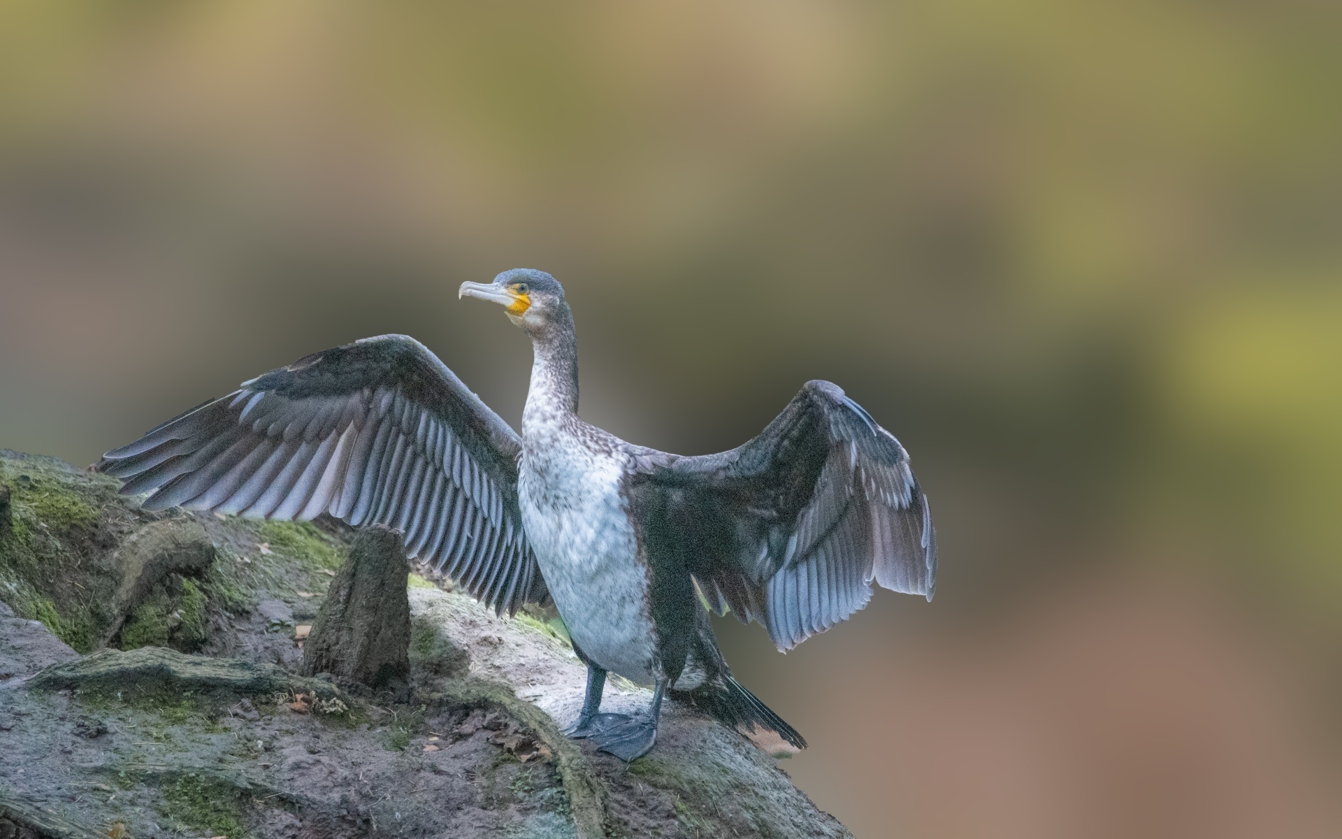 Большой черный баклан взлетает с камня