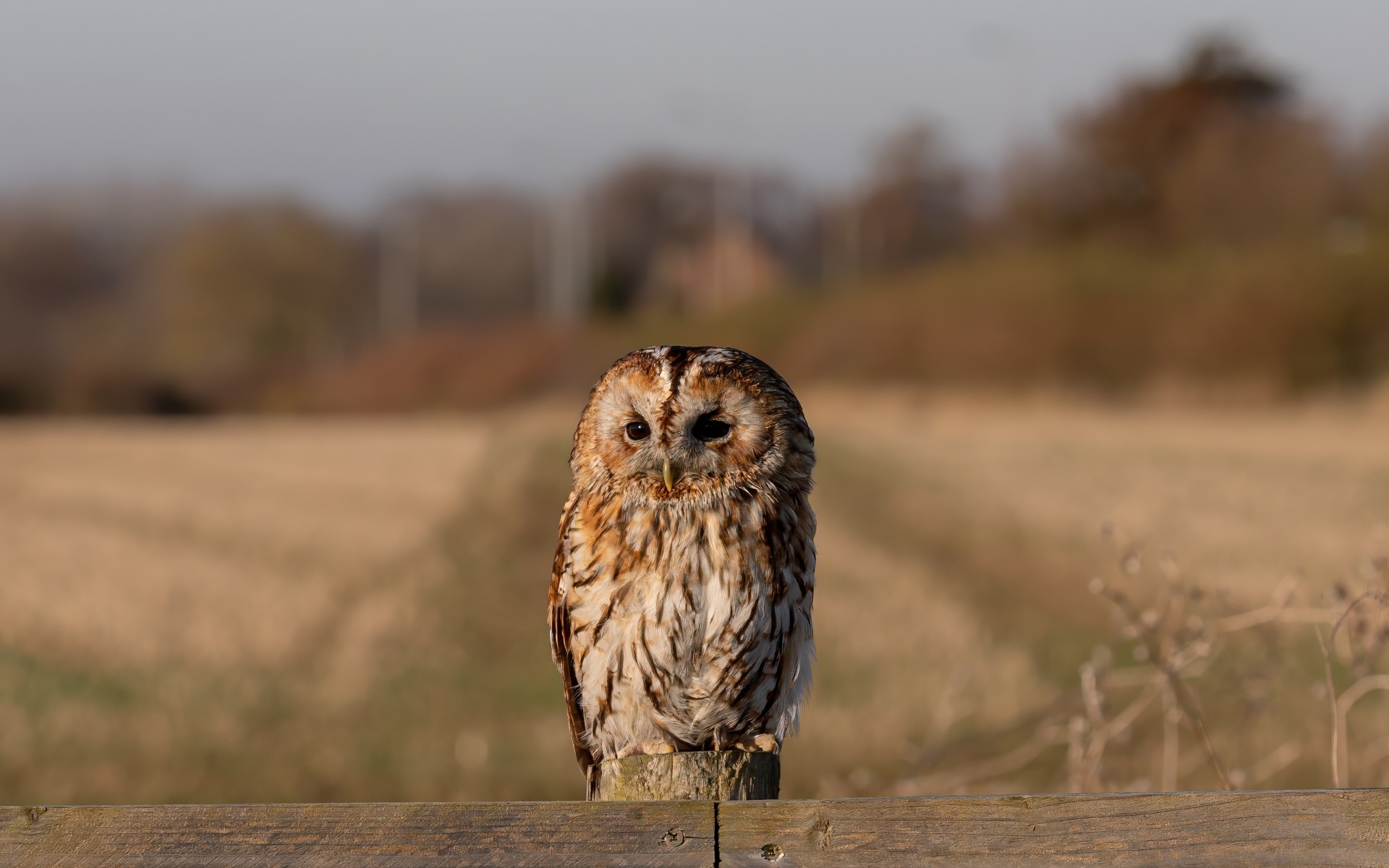 Большая неясыть сидит на заборе