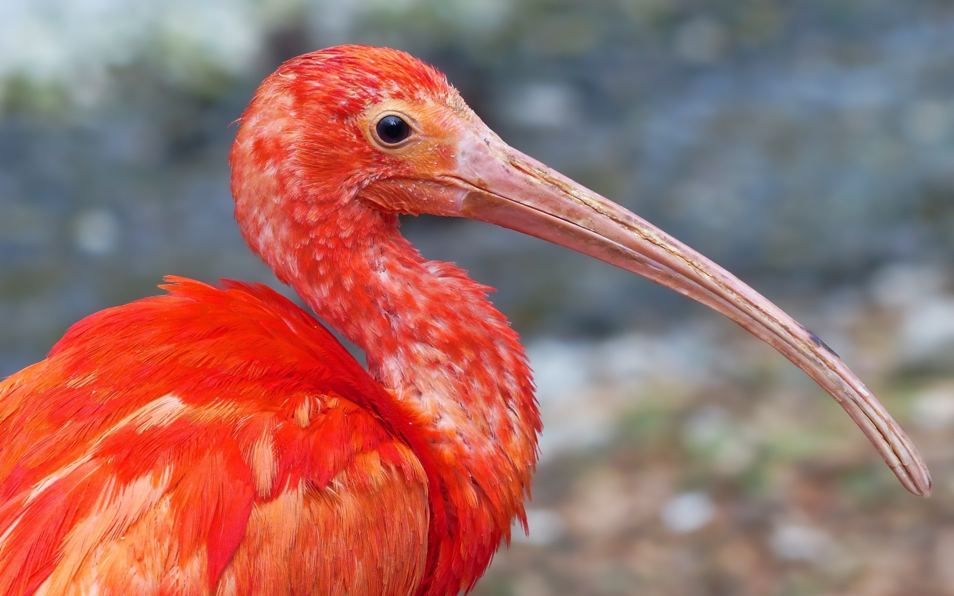 Большой розовый ибис крупным планом