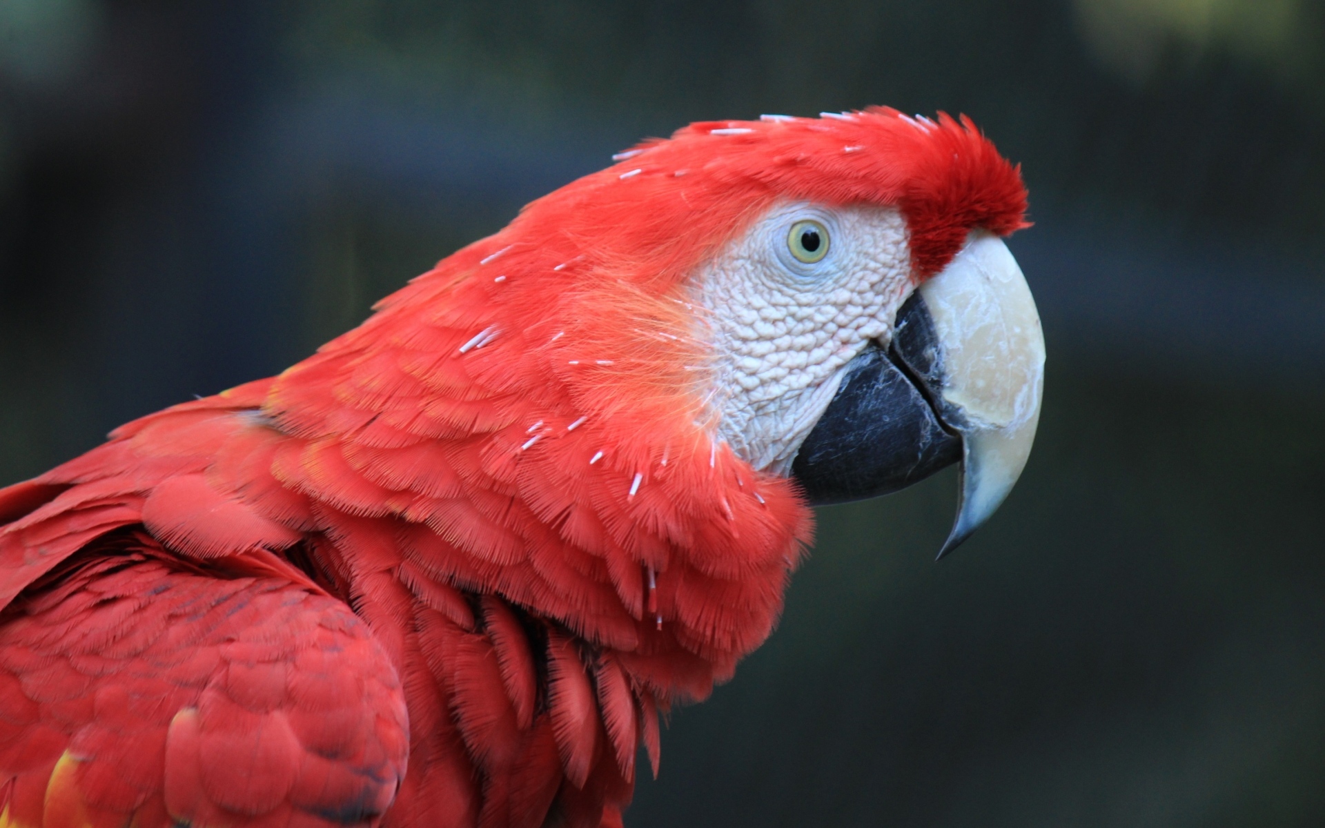 Большой красный попугай ара