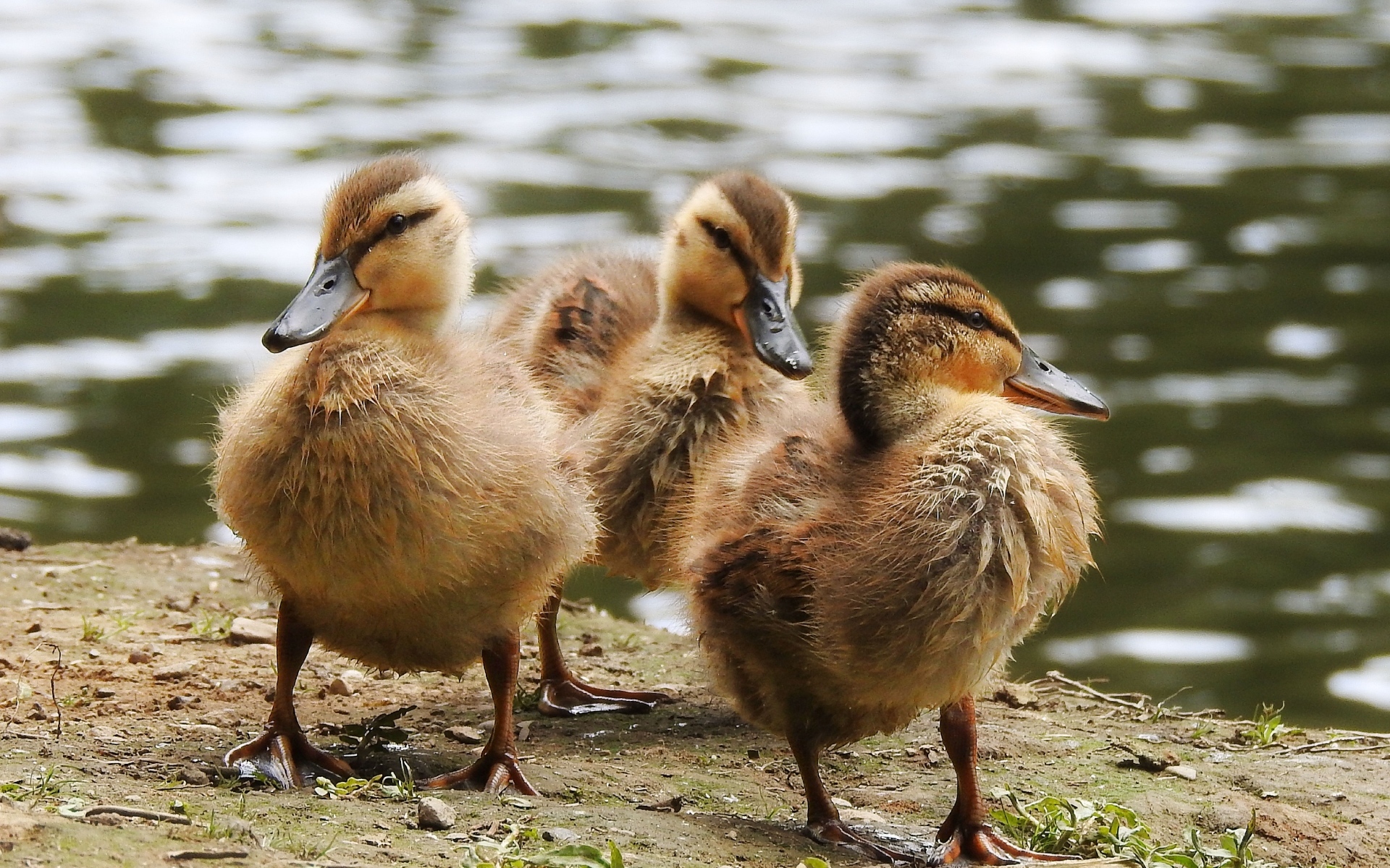 Маленькие утята на берегу у воды