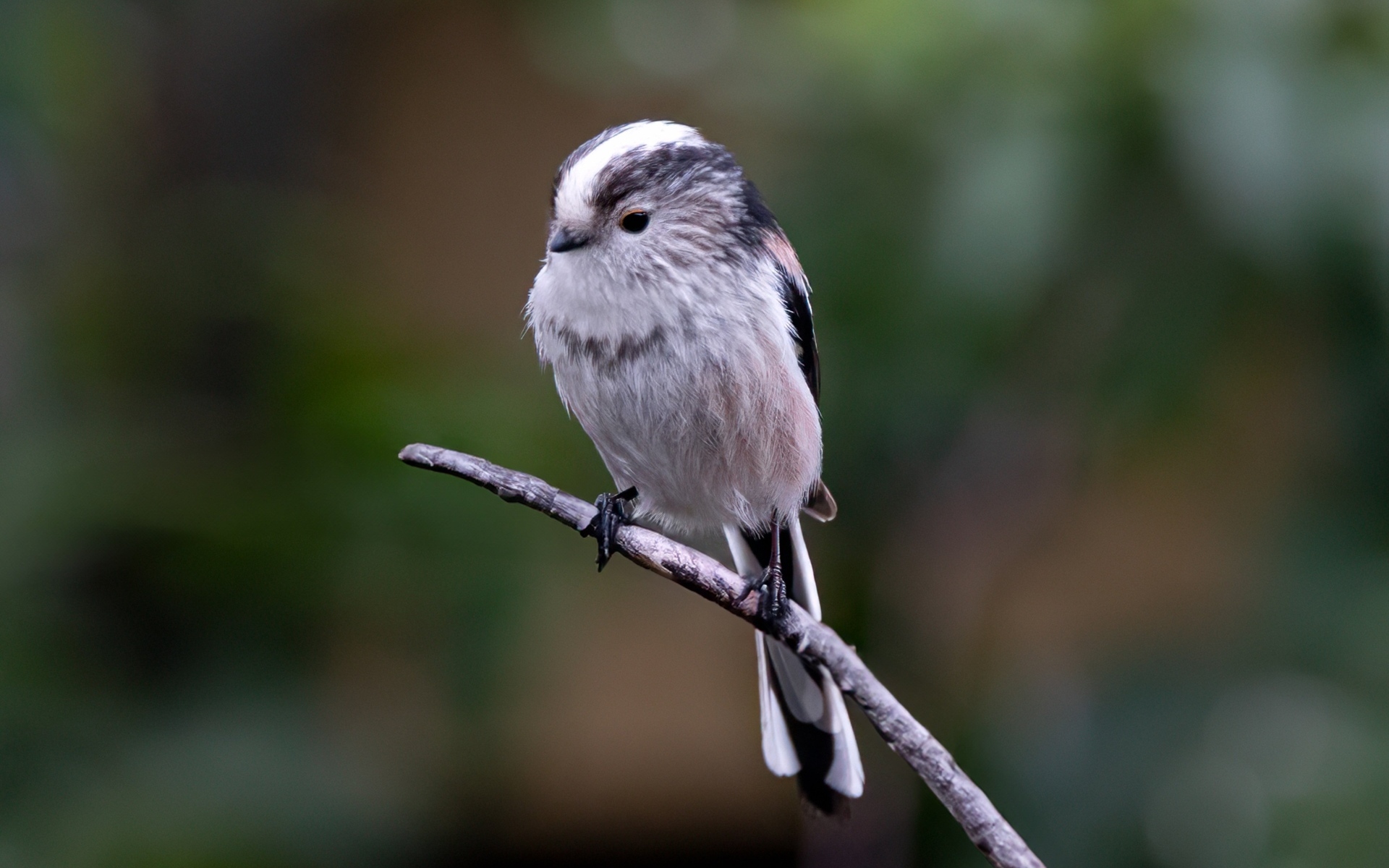 Маленькая длиннохвостая синица на ветке