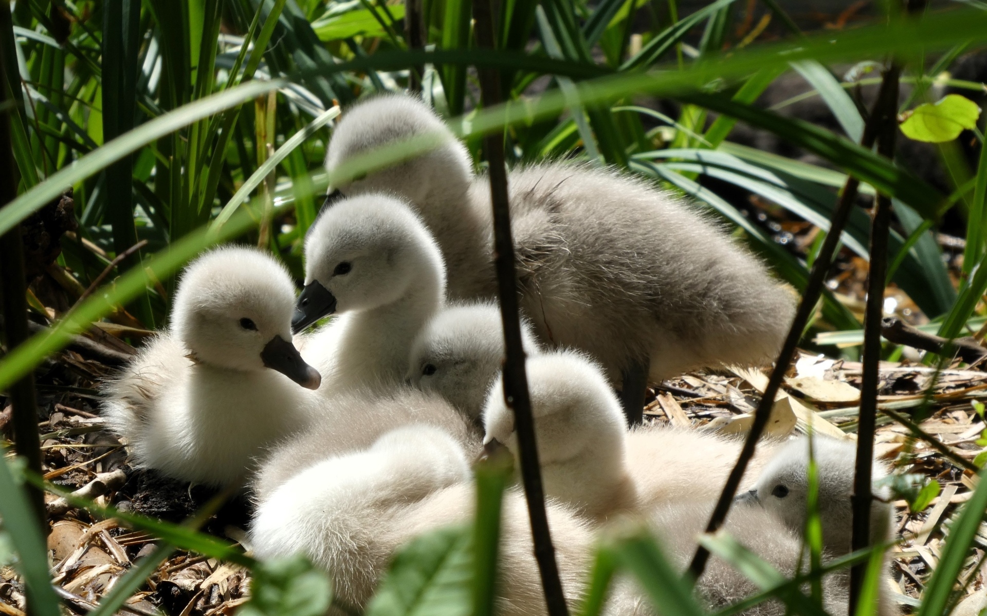 Маленькие птенцы лебедя в гнезде