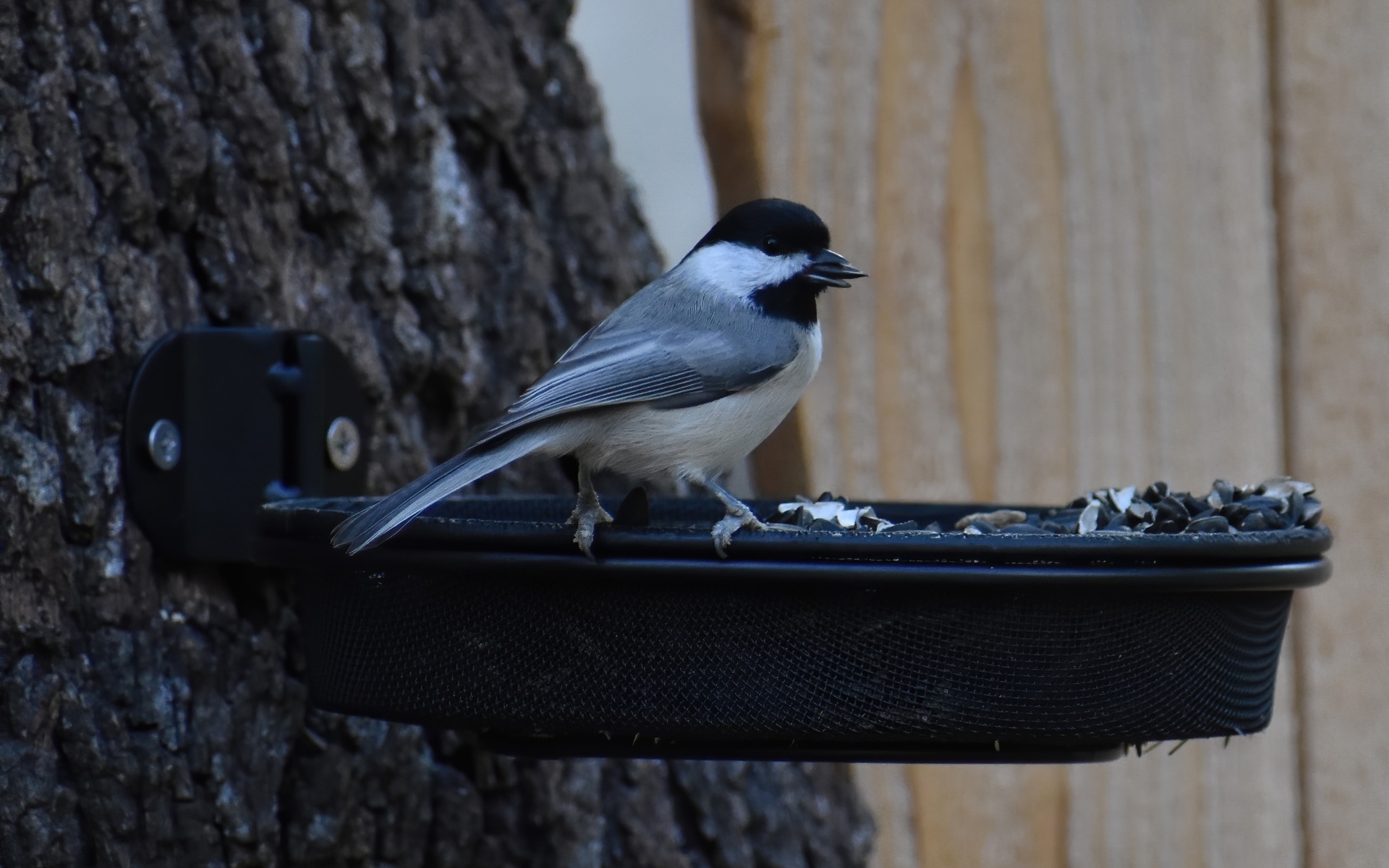 Маленькая синичка в кормушке с семечками