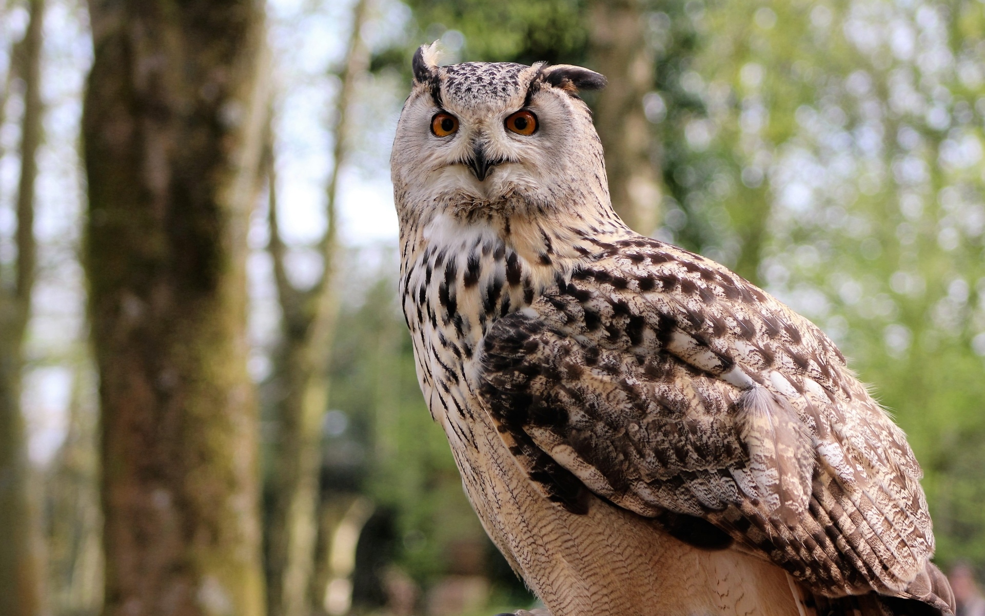 Ушастая сова в лесу