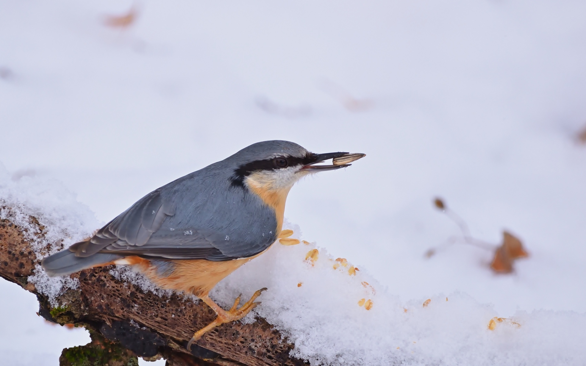 Птица поползень на снегу