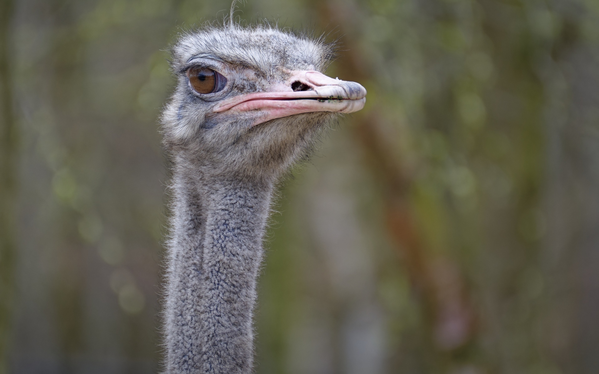 Голова страуса с розовым клювом