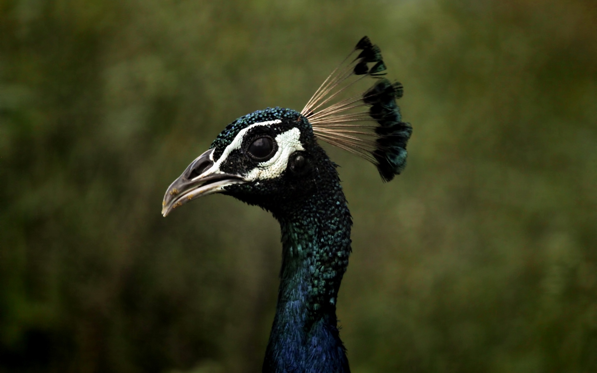 Голова павлина с длинной шеей крупным планом