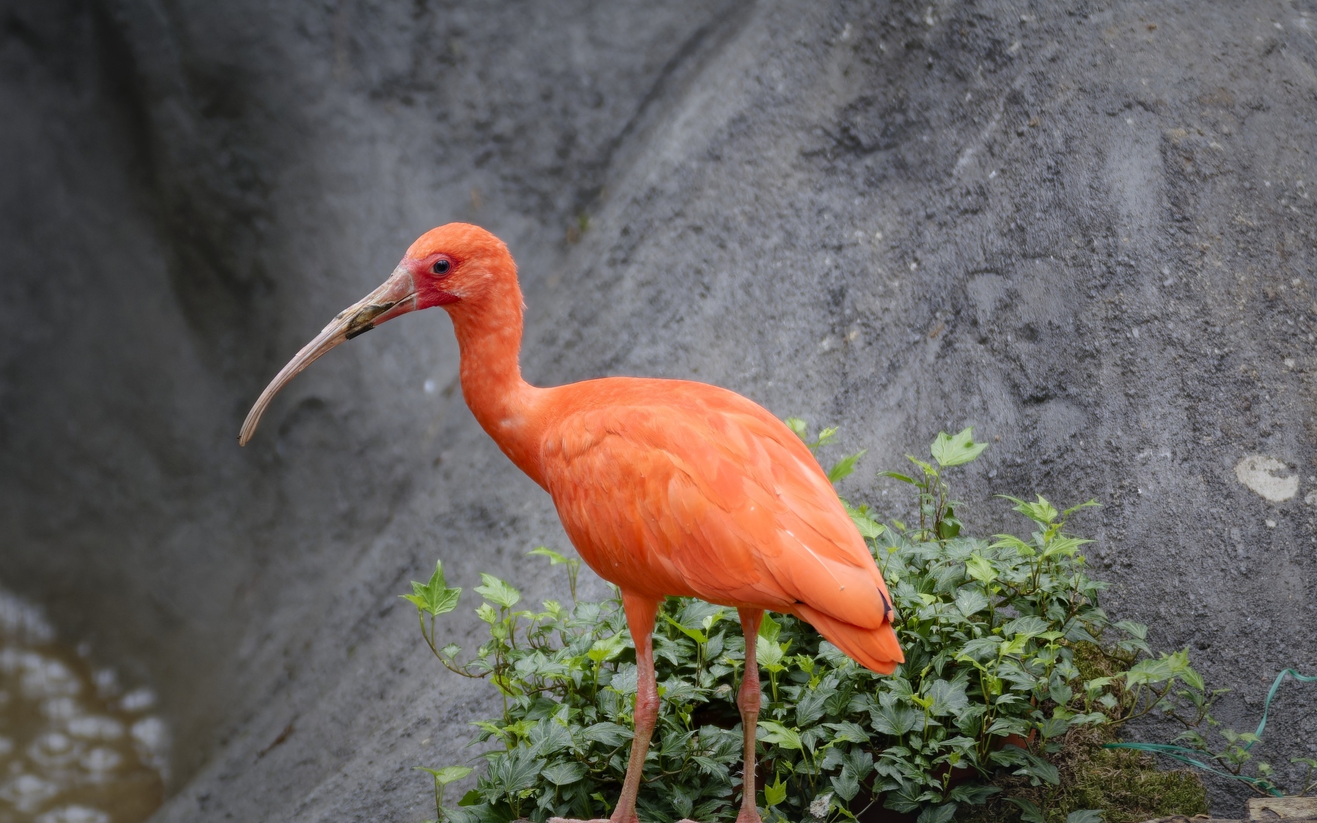 Красная птица ибис с длинным клювом в зоопарке