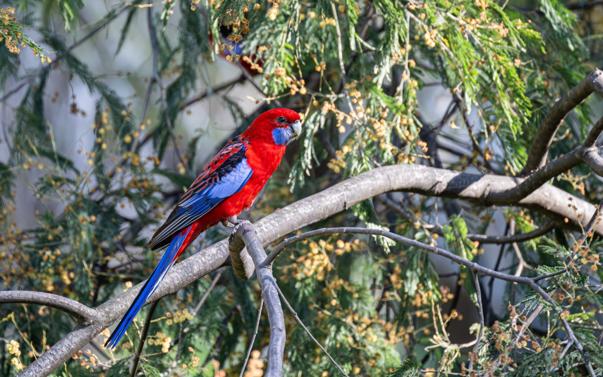 Попугай красная розелла сидит на ветке