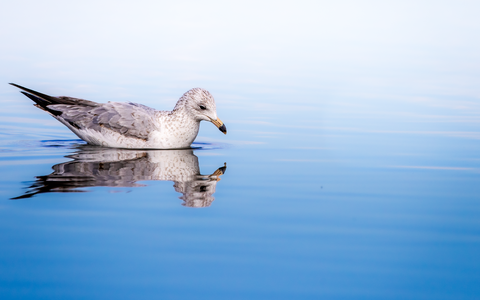Чайка отражается в голубой морской воде