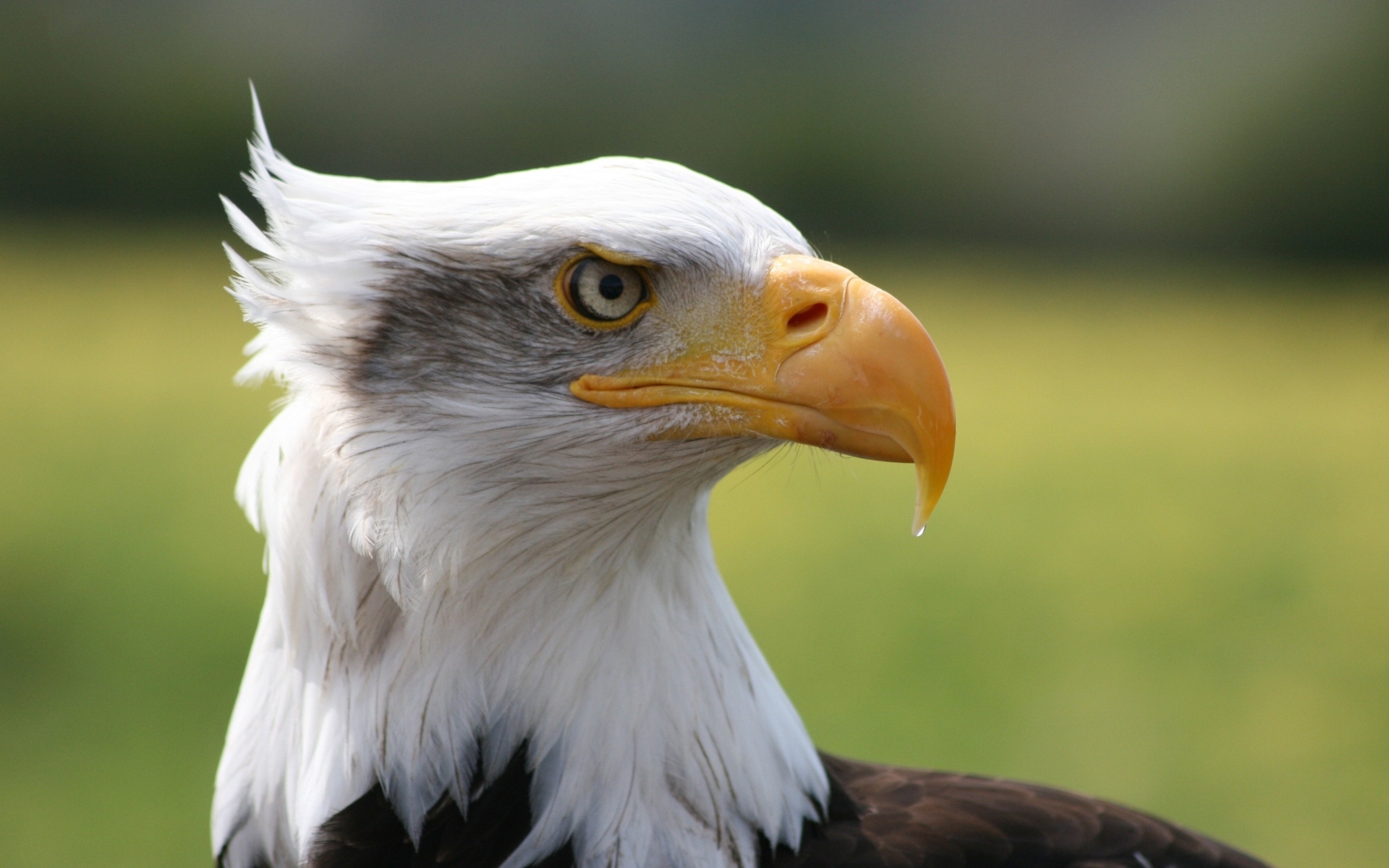 Острый длинный желтый клюв у орла