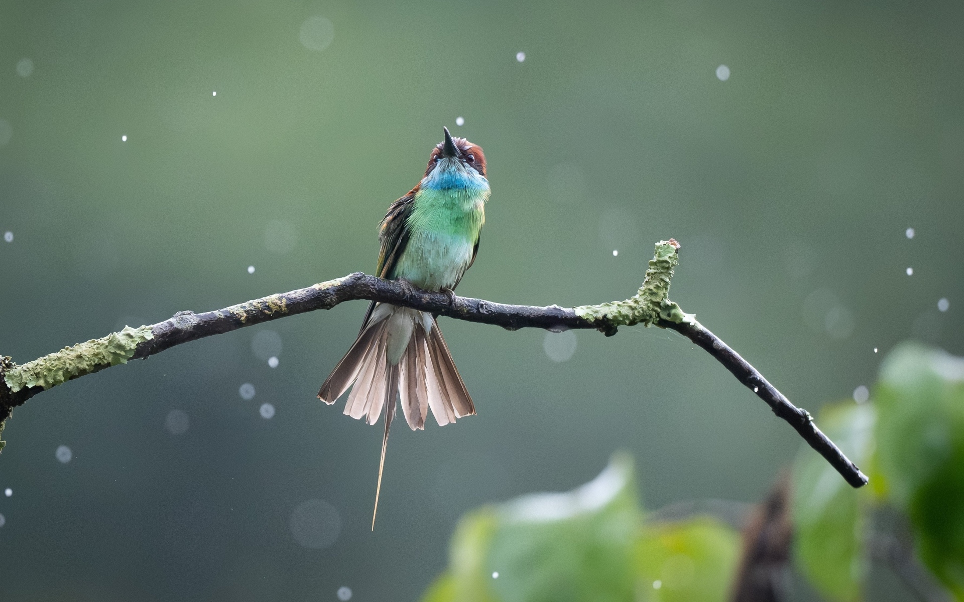 Маленькая птица золотистая щурка на ветке под дождем