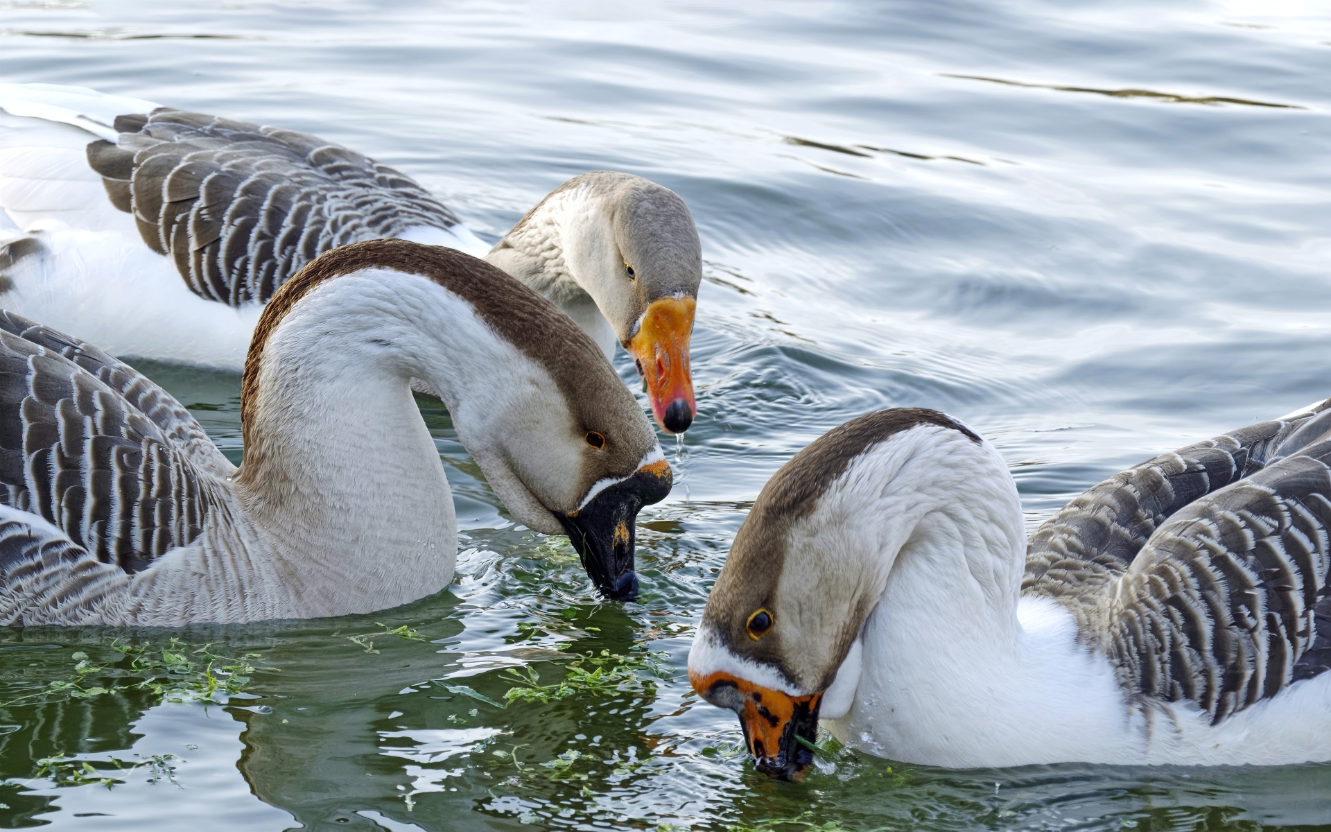 Три домашних гуся плавают в воде
