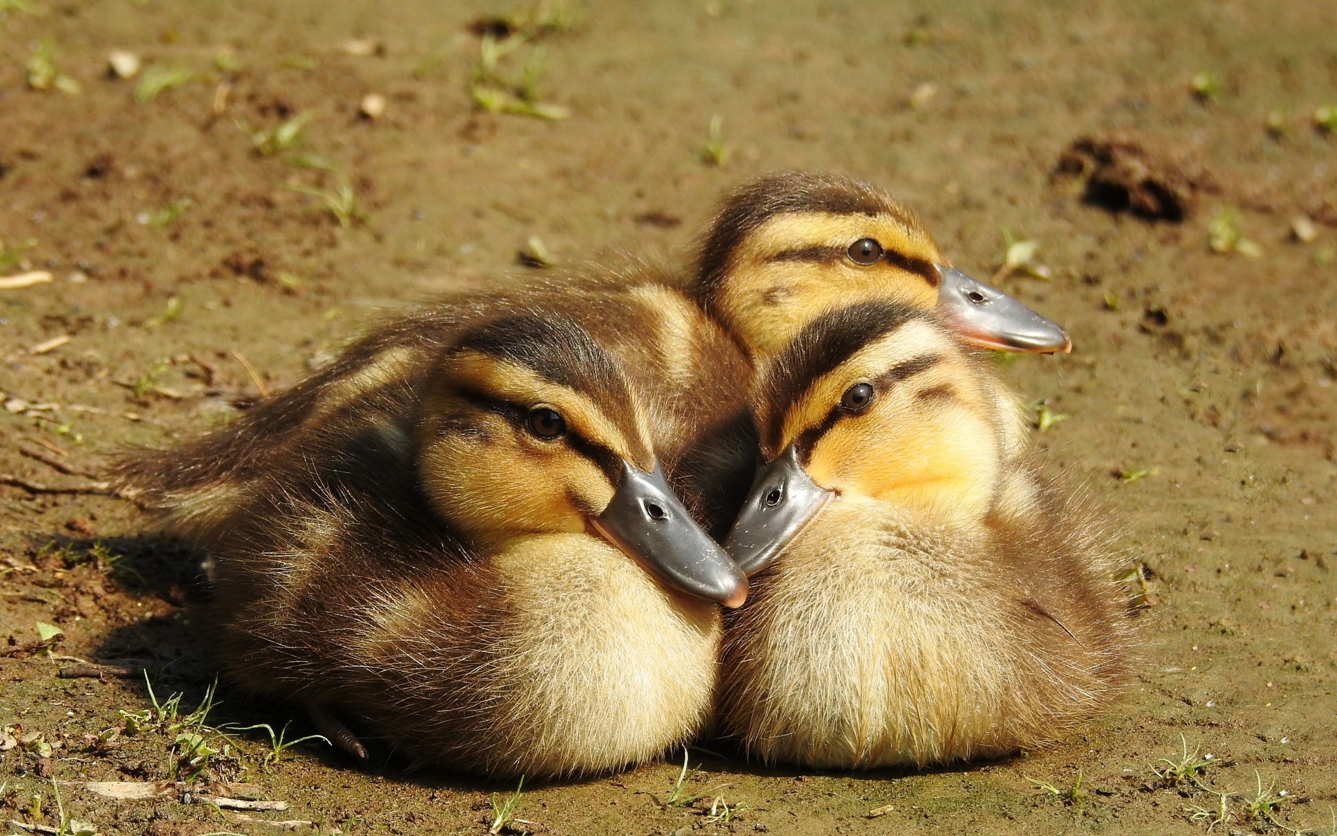 Три маленьких утенка сидят на земле