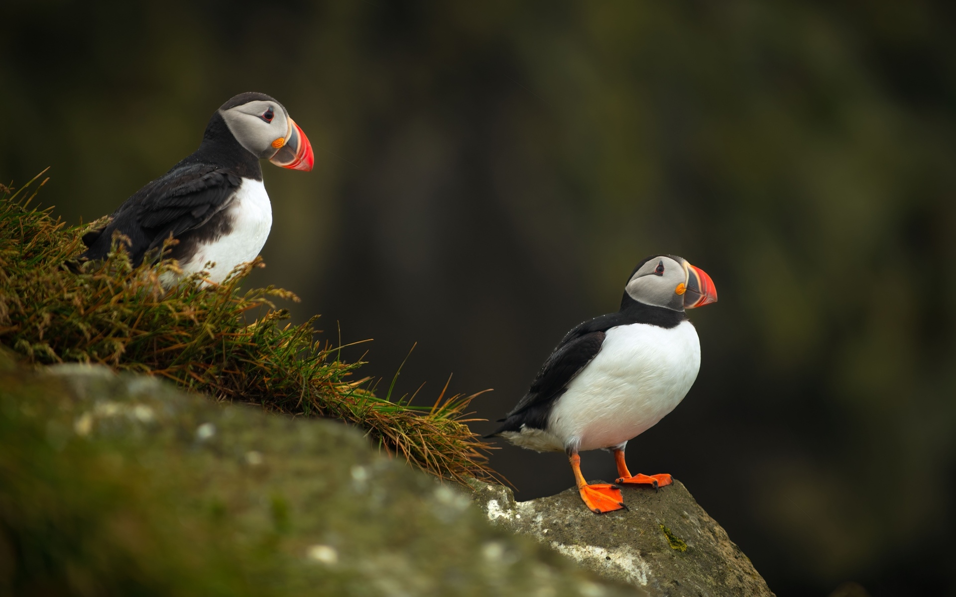 Две птицы тупики на камнях