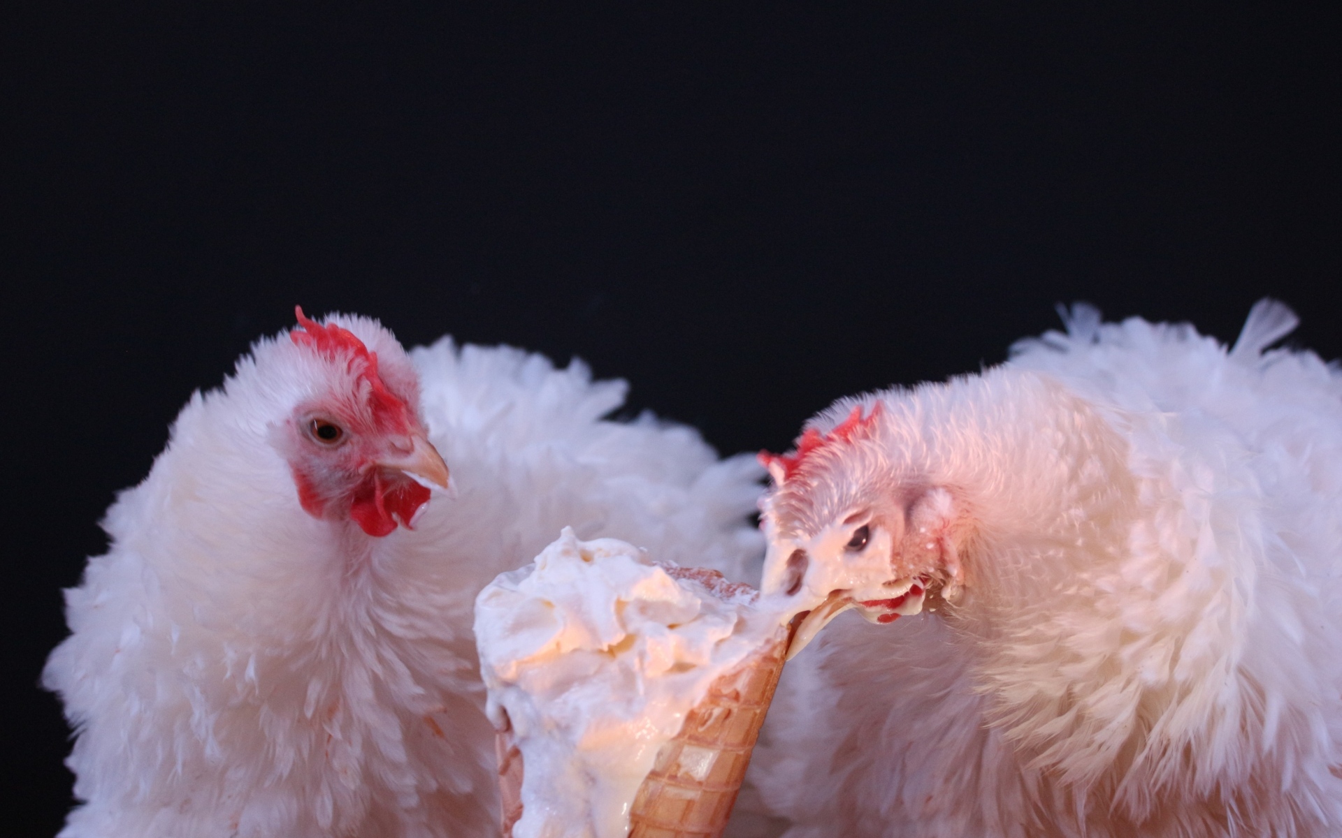 Белые домашние куры клюют мороженое на черном фоне