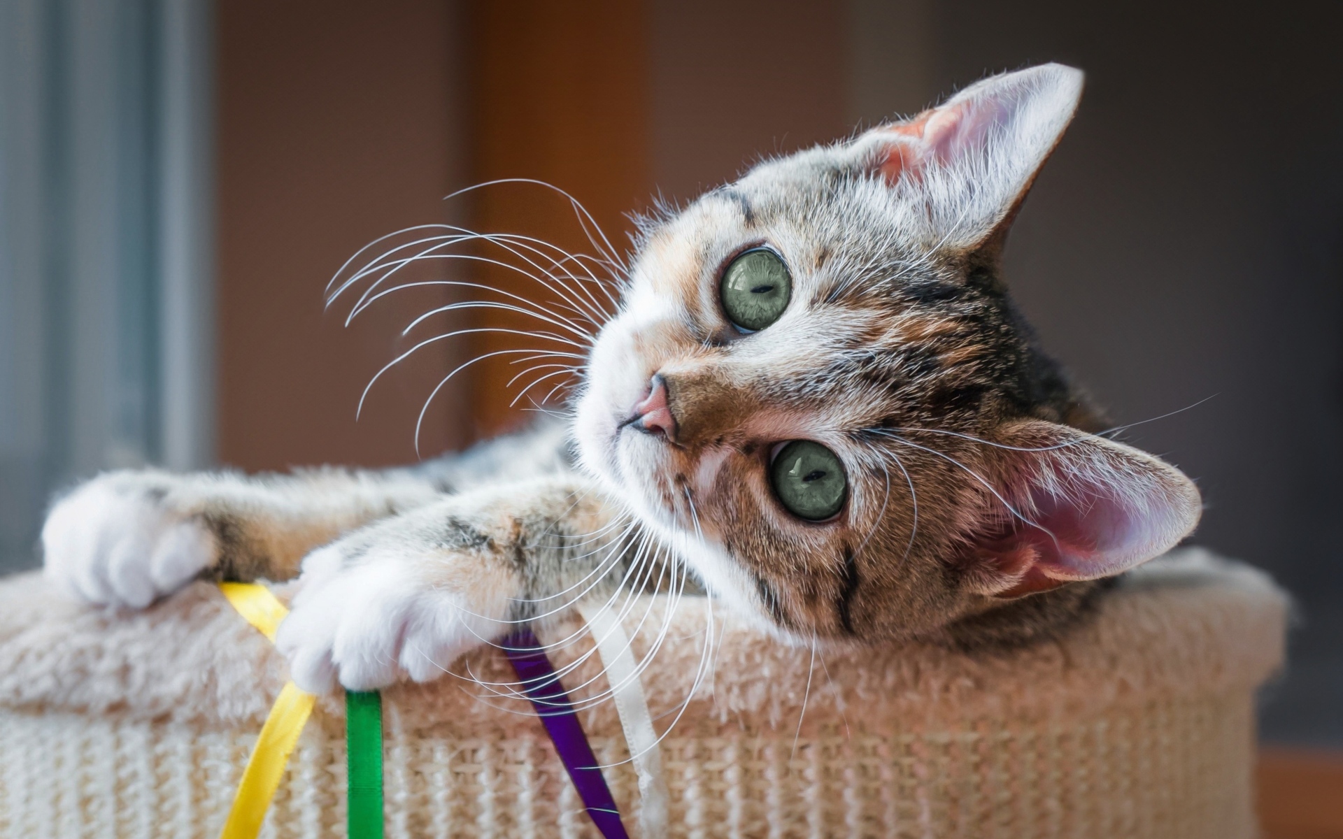 Красивый маленький серый котенок с зелеными глазами