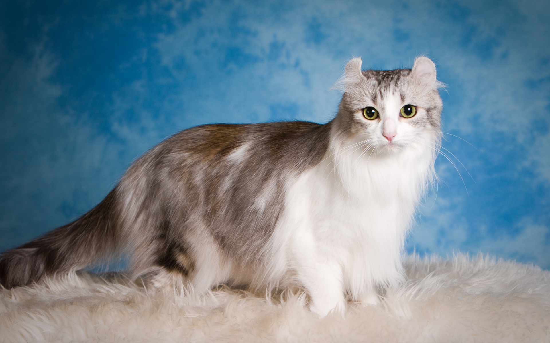 Большая красивая пушистая кошка на голубом фоне