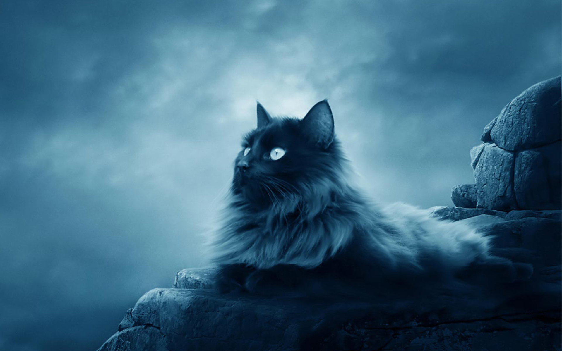 Большой черный кот лежит на камнях 