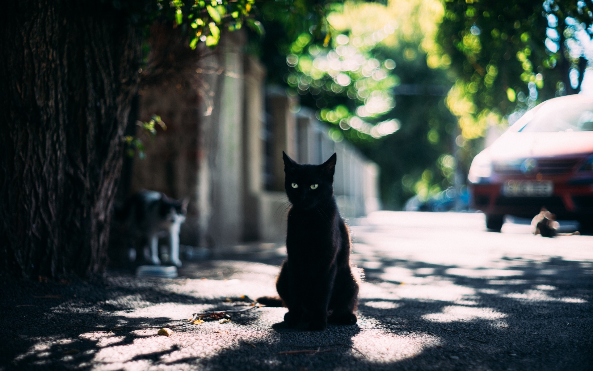 Черный зеленоглазый кот сидит на дороге