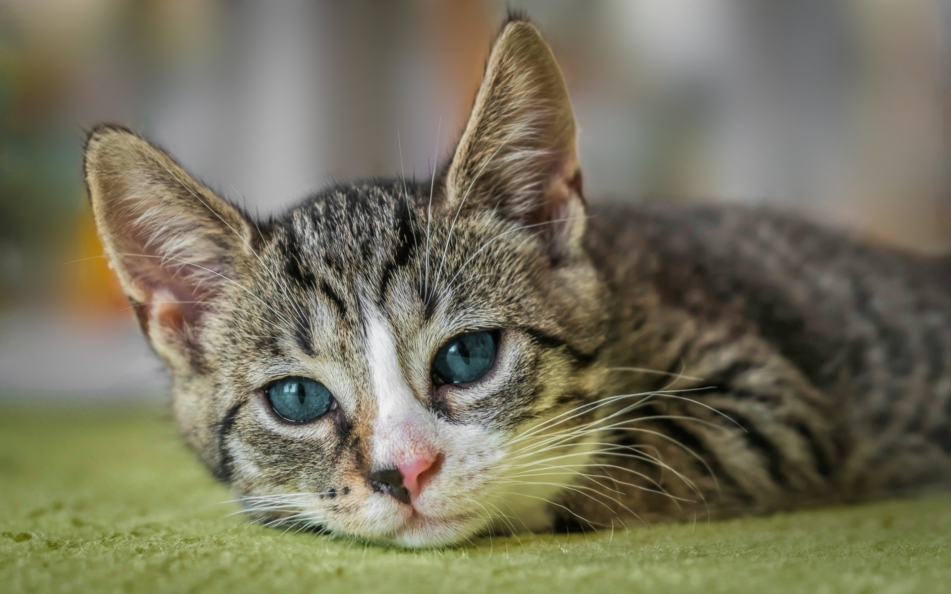 Голубоглазая европейская короткошерстная кошка