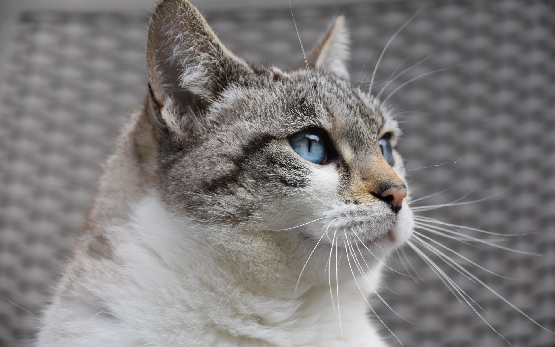 Голубоглазая европейская кошка