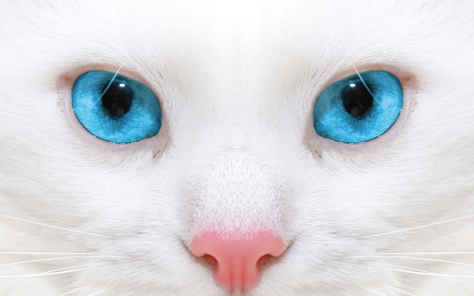 Голубоглазая кошка с розовым носом