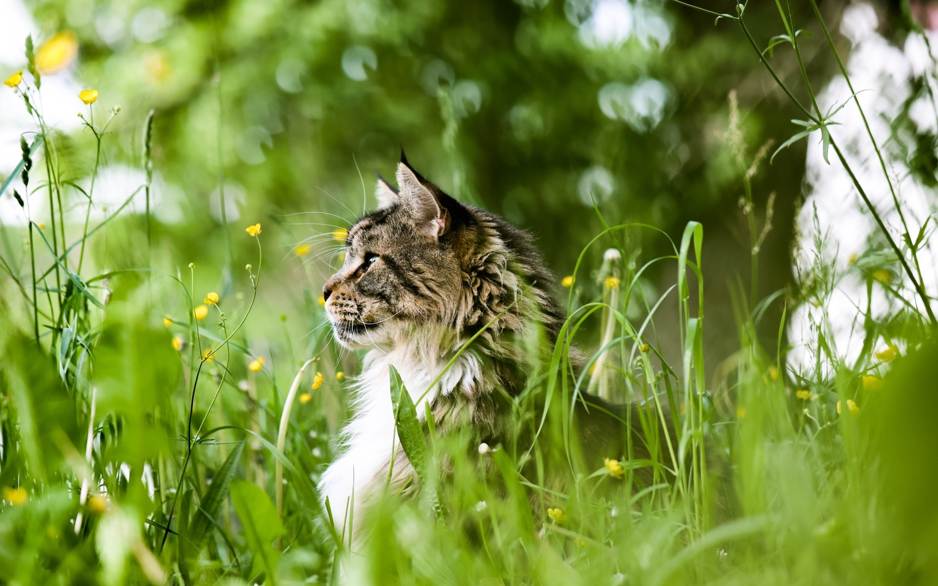 Пушистый серый кот сидит в зеленой траве