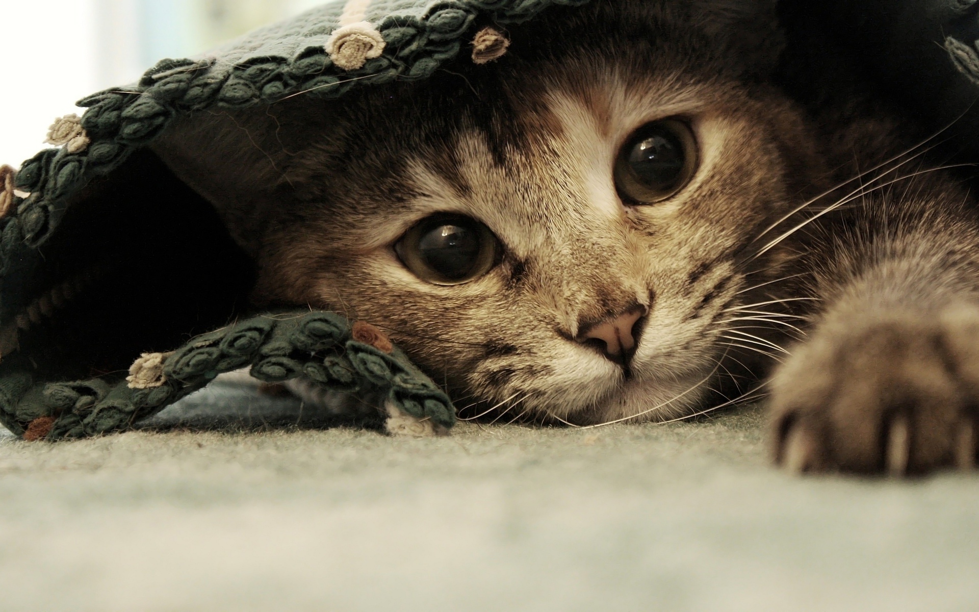 Серый котенок лежит под покрывалом