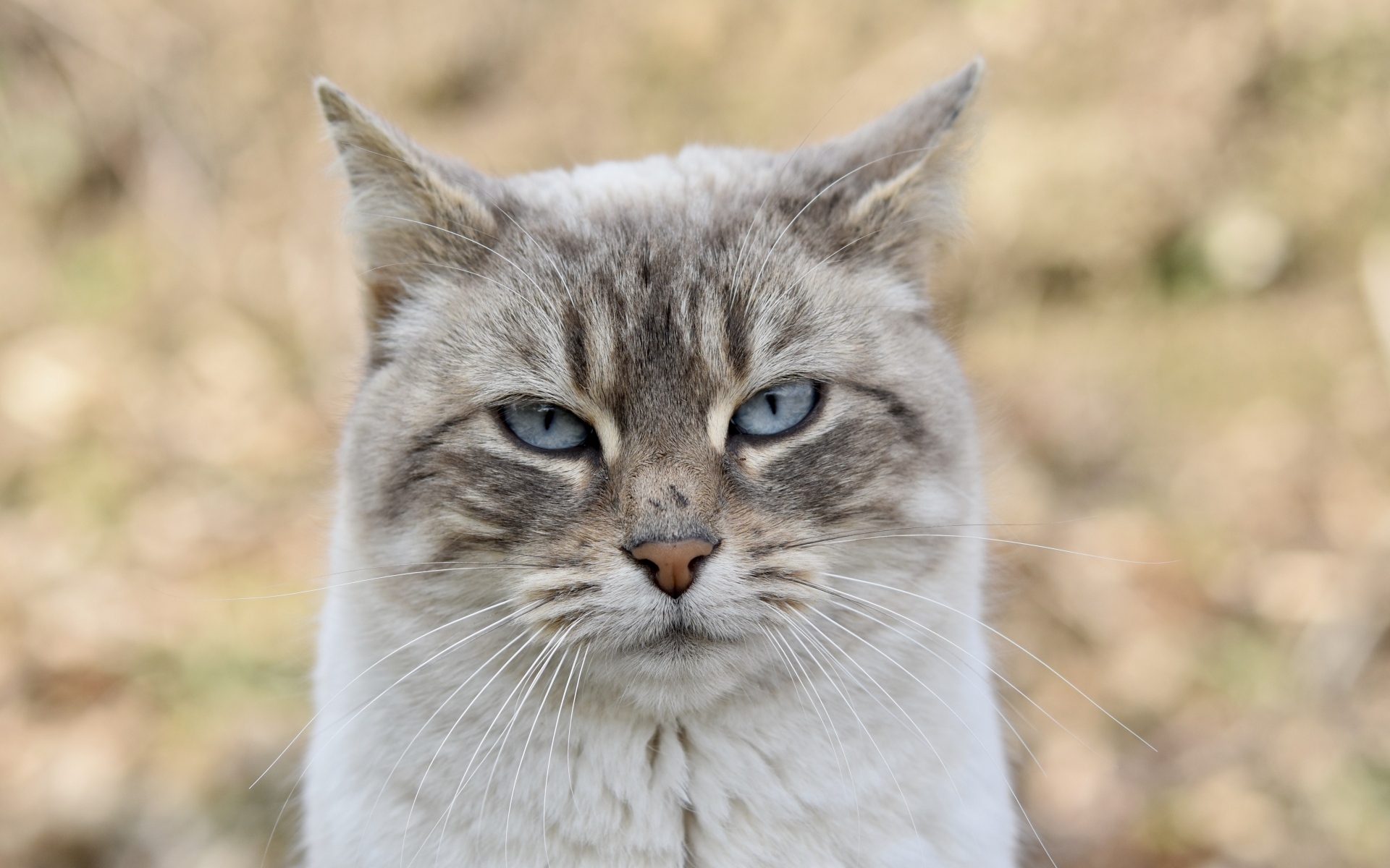 Породистая кошка с голубыми глазами крупным планом