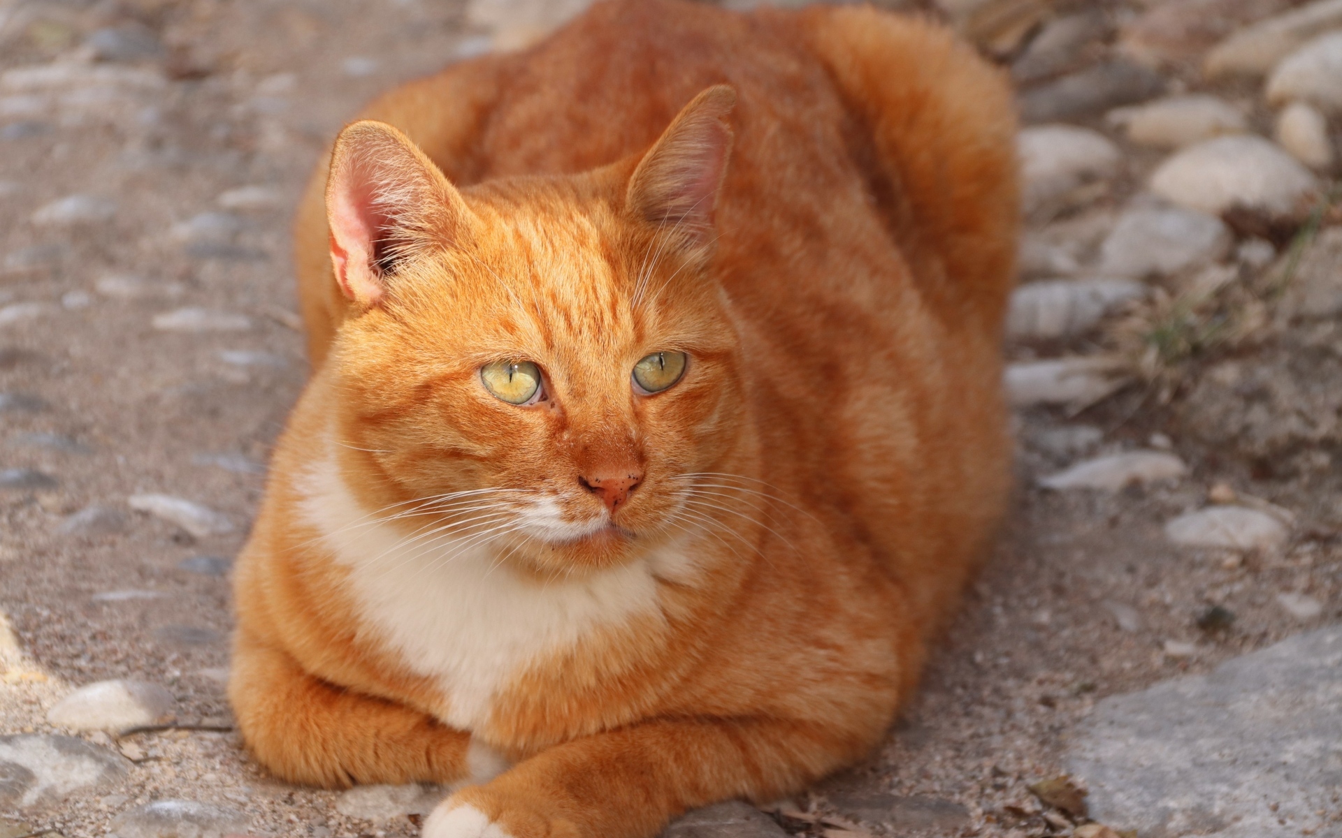 Рыжий кот на земле