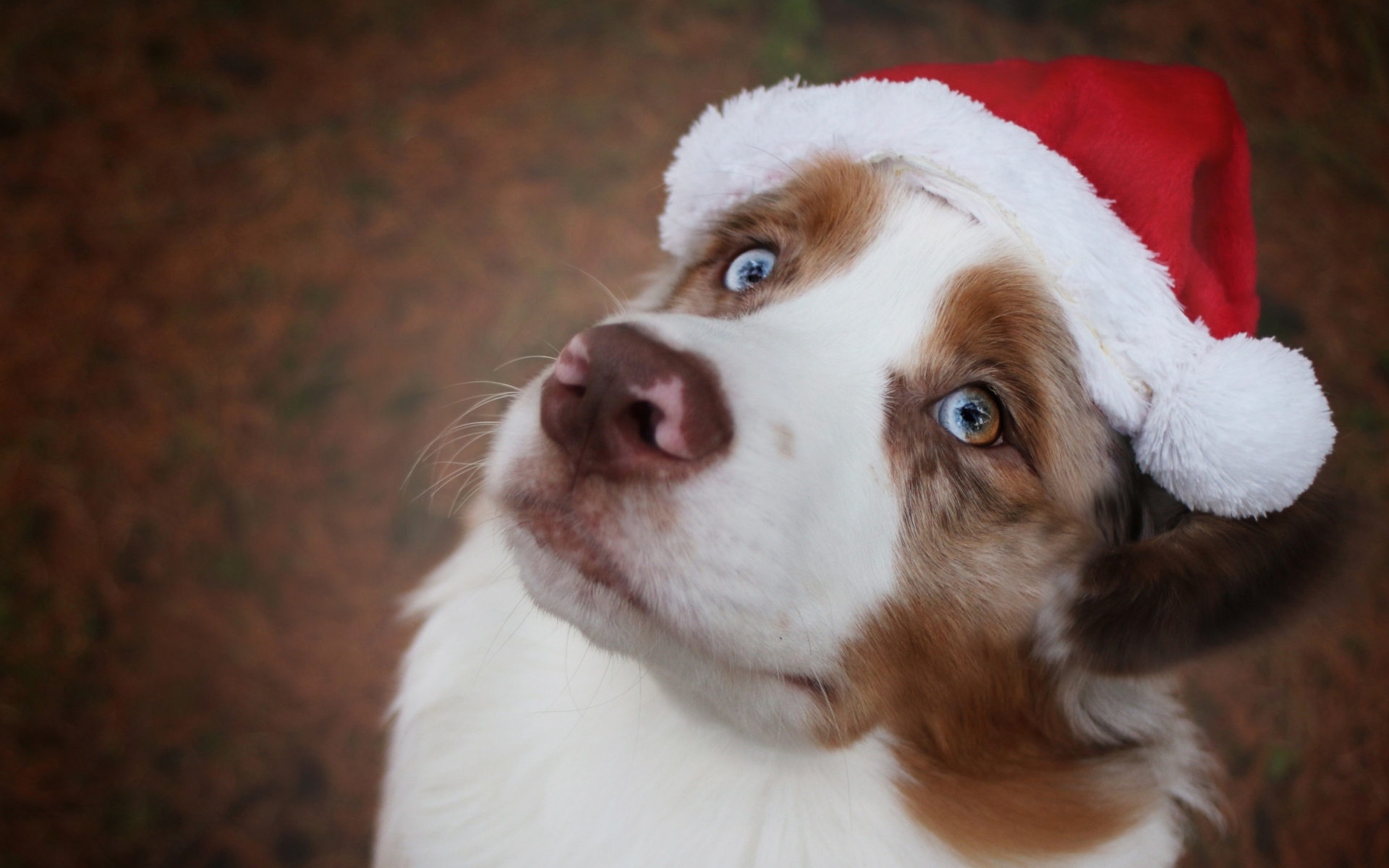 Голубоглазая австралийская овчарка в новогодней шапке