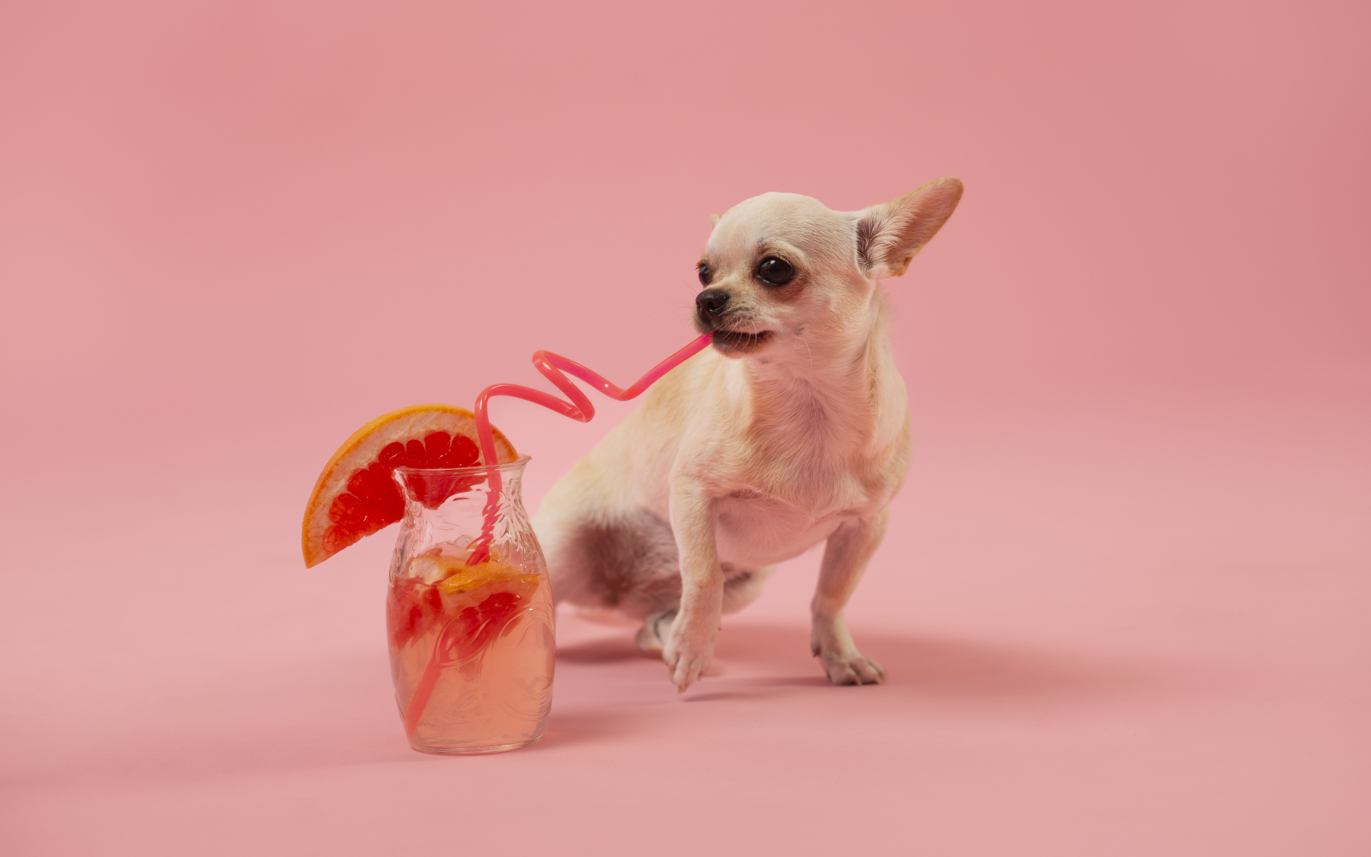 Собака чихуахуа пьет коктейль на розовом фоне